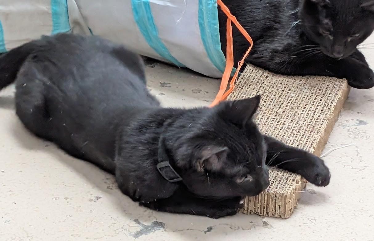 Enlarge Ash, an adopted American Shorthair in Carthage, IL image 1/5