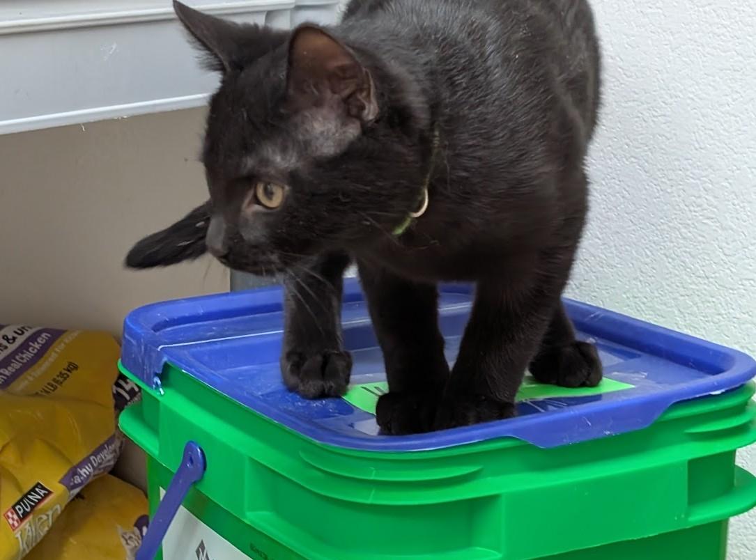 Enlarge Ash, an adopted American Shorthair in Carthage, IL image 3/5