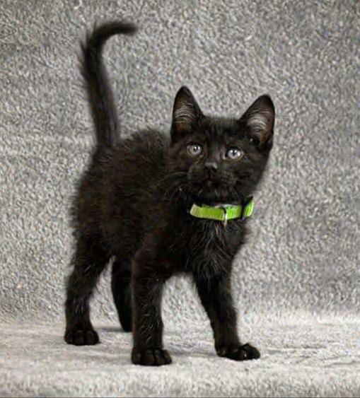 Enlarge Ash, an adopted American Shorthair in Carthage, IL image 4/5