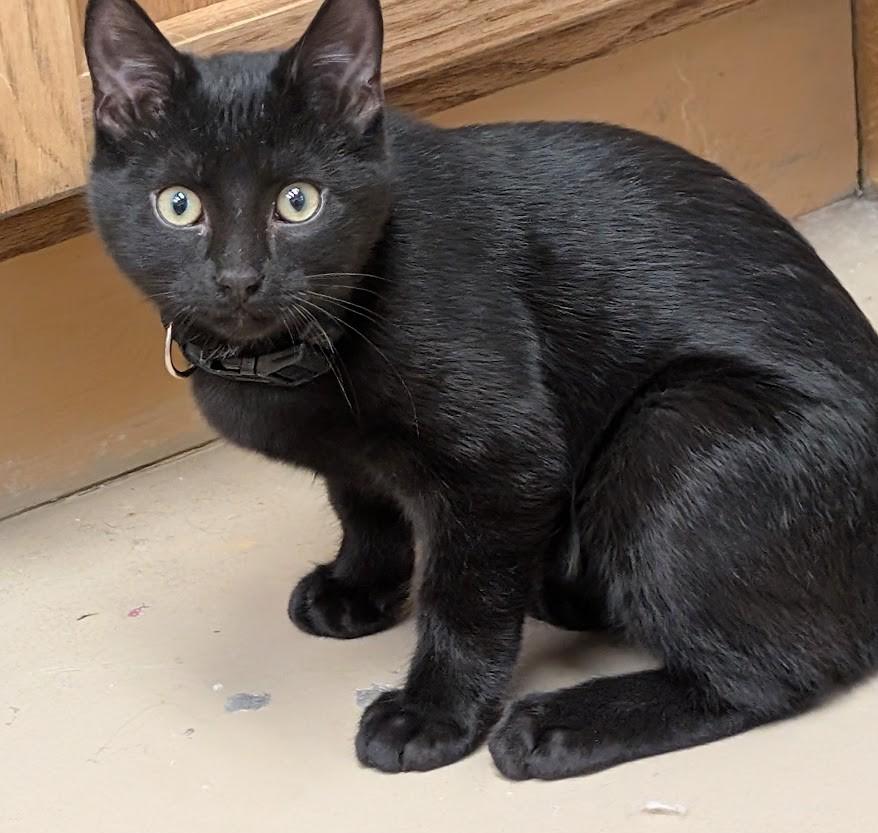 Enlarge Ash, an adopted American Shorthair in Carthage, IL image 5/5