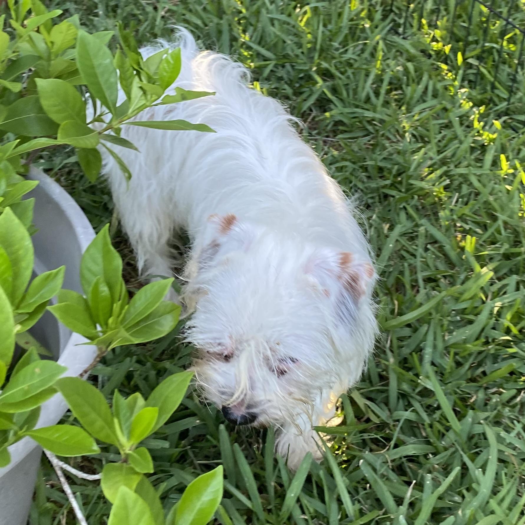 Barney photo