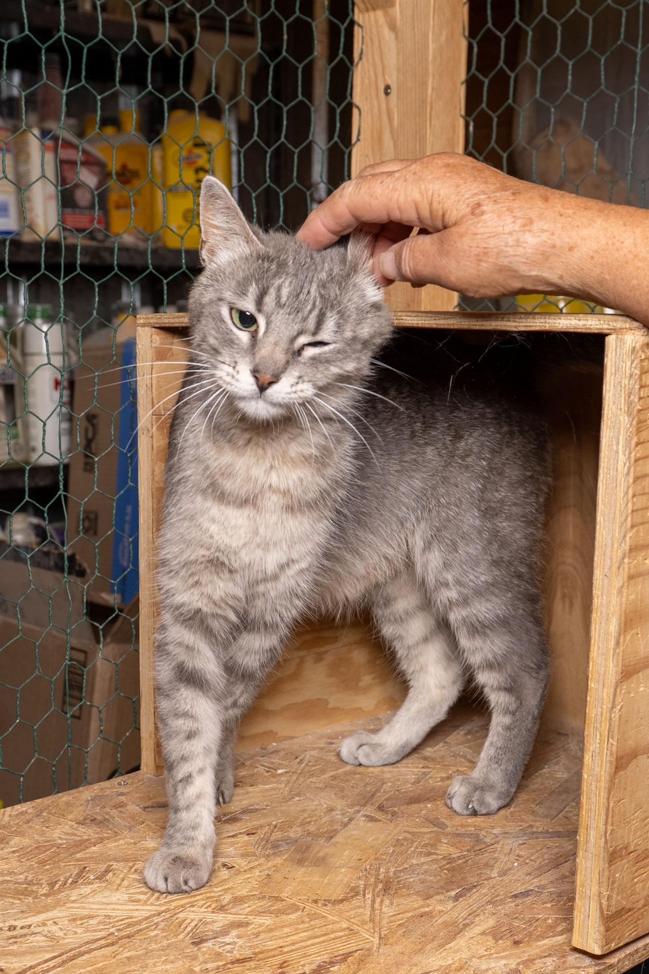 Enlarge Geraldine, a Adoptable Tabby in Cardwell, MT image 2/3