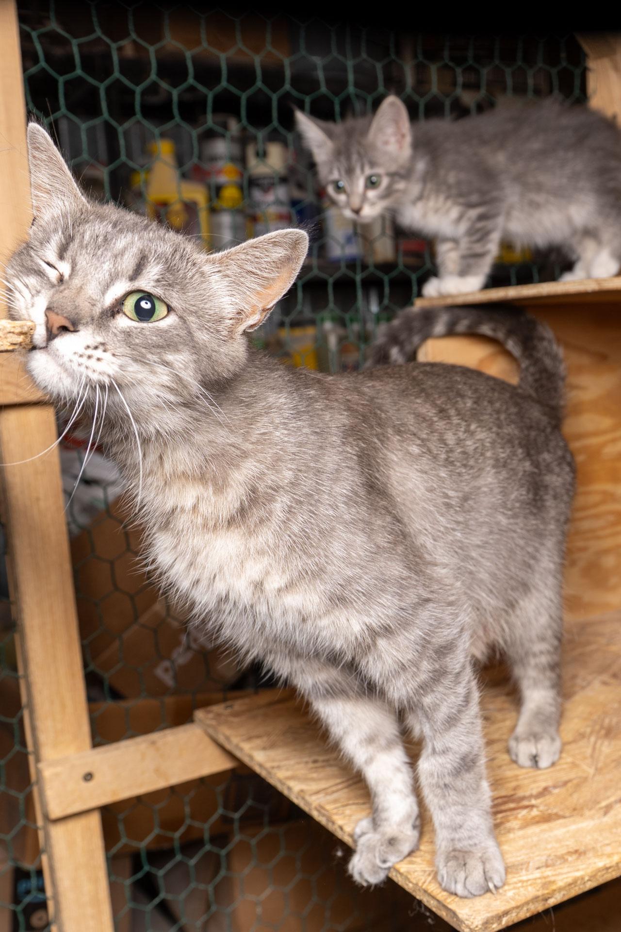Enlarge Geraldine, a Adoptable Tabby in Cardwell, MT image 3/3