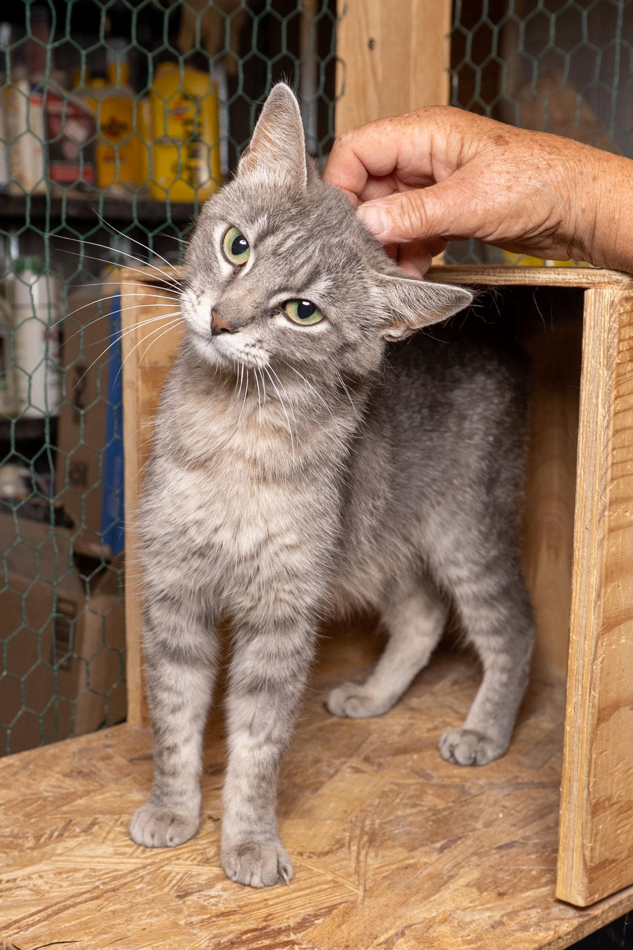 Geraldine, Adoptable, Young Female Tabby.