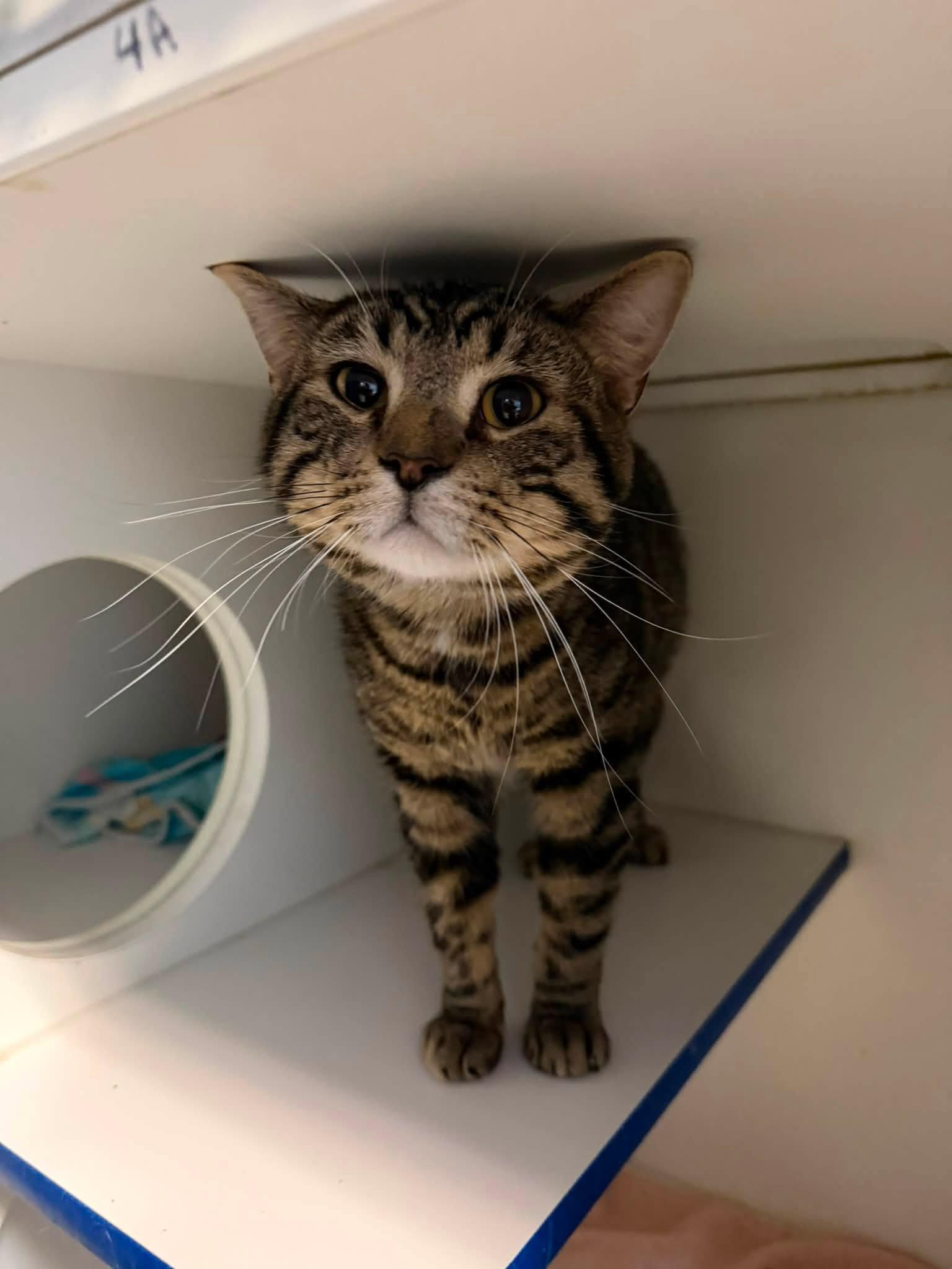 Peter, ADOPTABLE, Adult Male Domestic Short Hair.