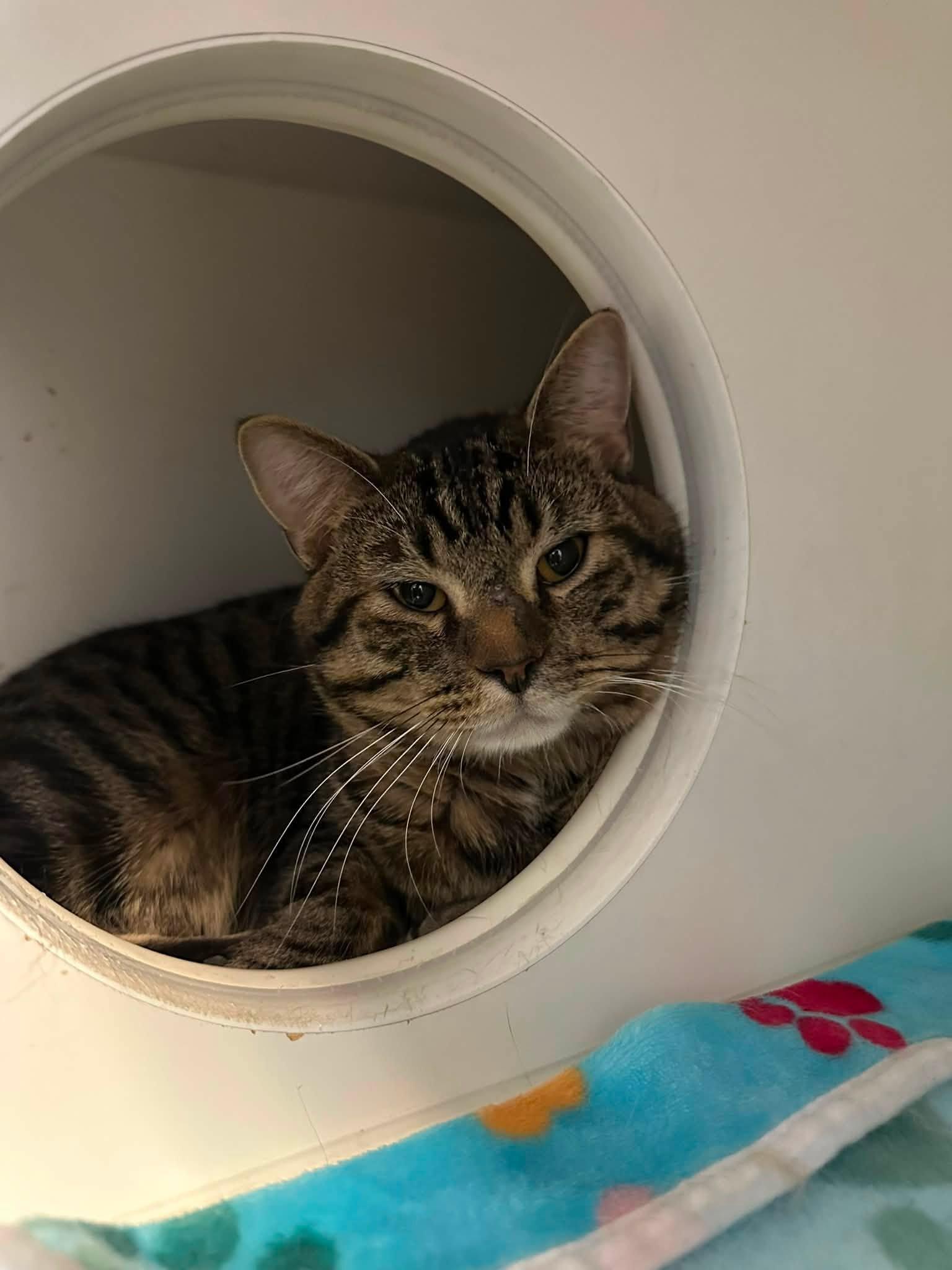 Enlarge Peter, a ADOPTABLE Domestic Short Hair in Clinton, IL image 2/2