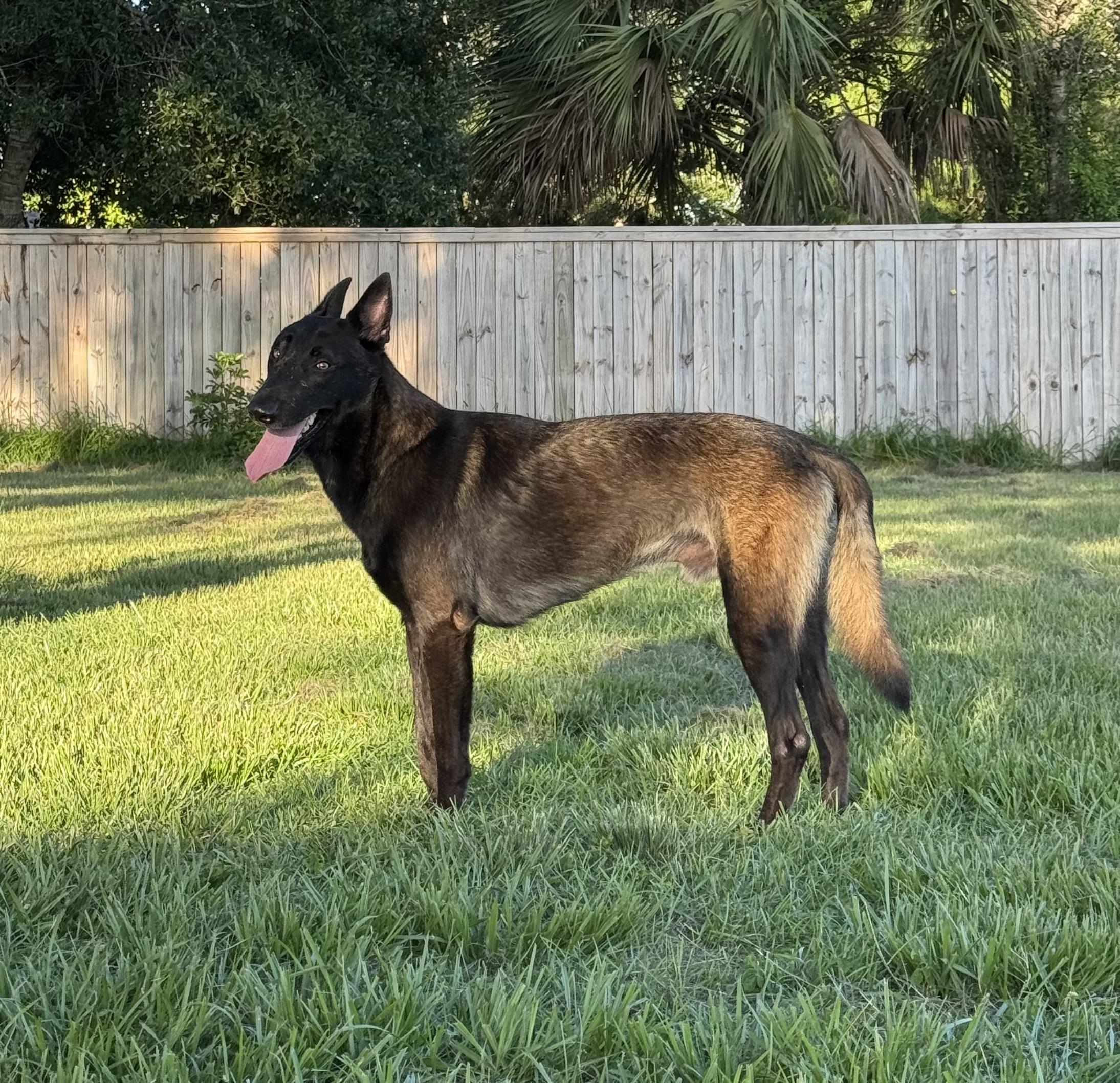 Roscoe, a Adoptable Belgian Shepherd / Malinois in Port Saint Lucie, FL image 1/3