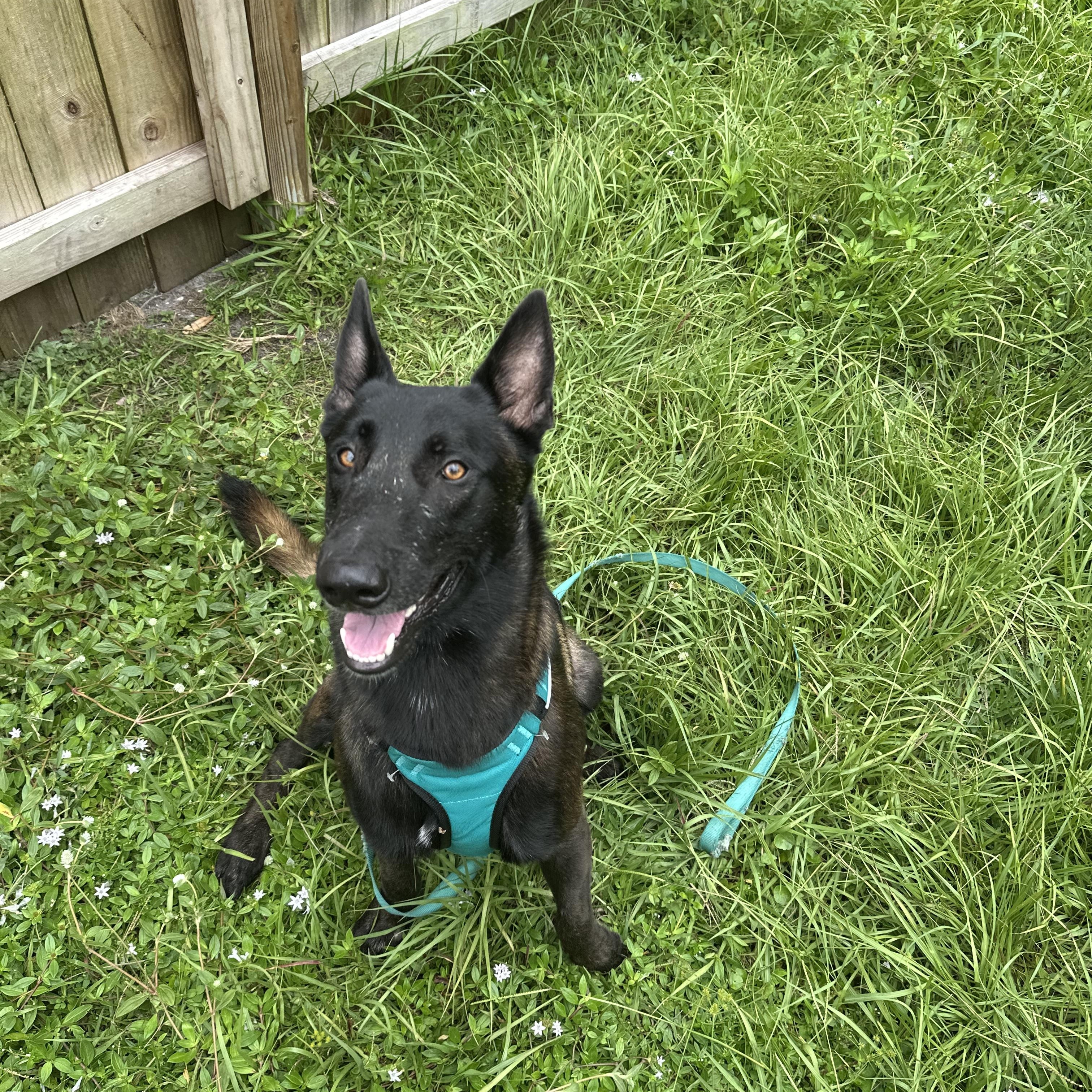 Roscoe, a Adoptable Belgian Shepherd / Malinois in Port Saint Lucie, FL image 2/3
