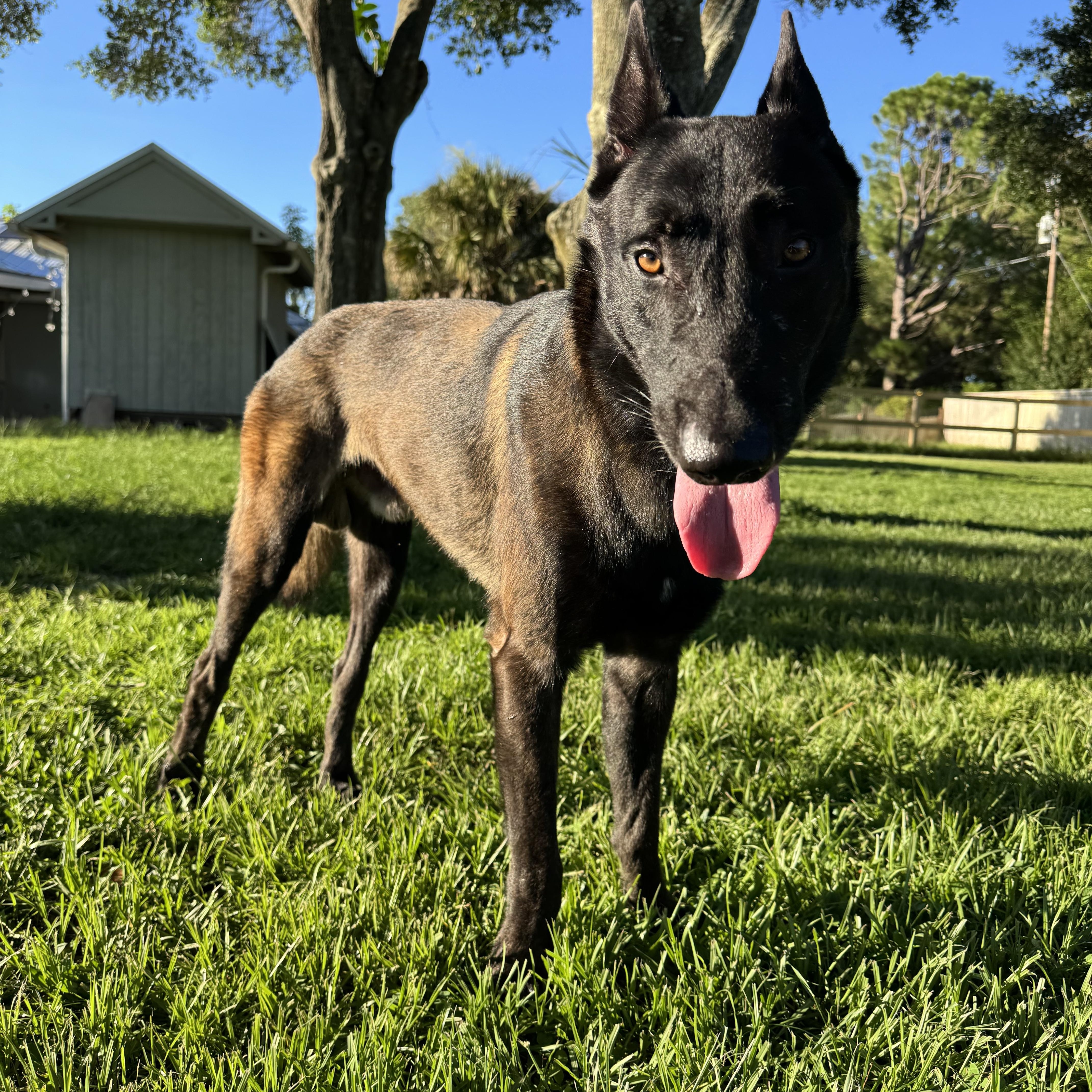 Roscoe, a Adoptable Belgian Shepherd / Malinois in Port Saint Lucie, FL image 3/3