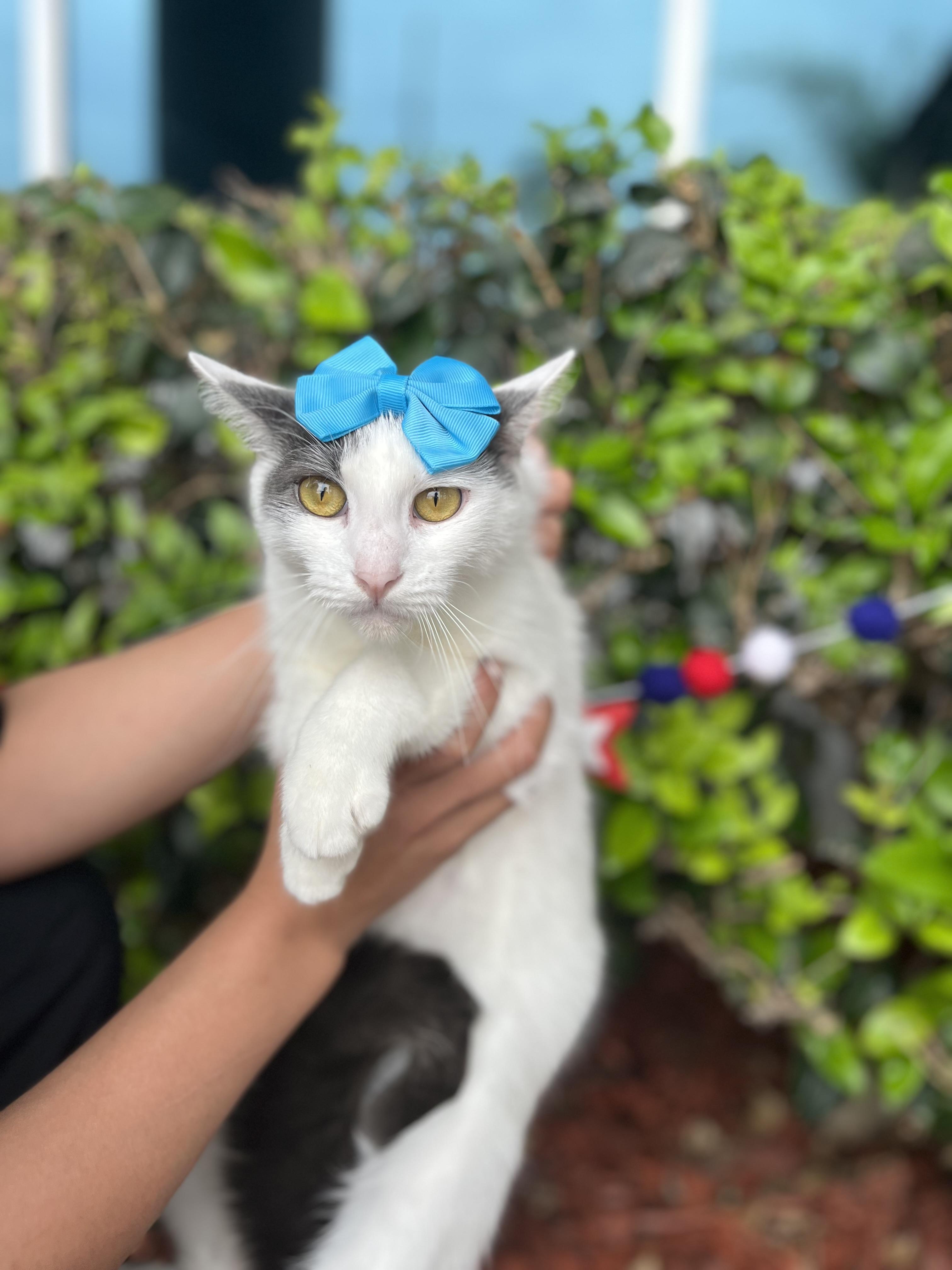 Alice, a Adoptable mixed breed in South El Monte, CA image 5/6