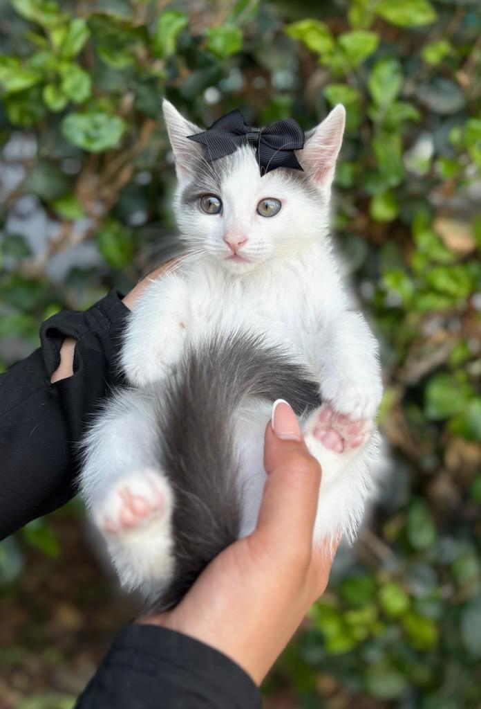 Enlarge Alice, a Adoptable mixed breed in South El Monte, CA image 1/4