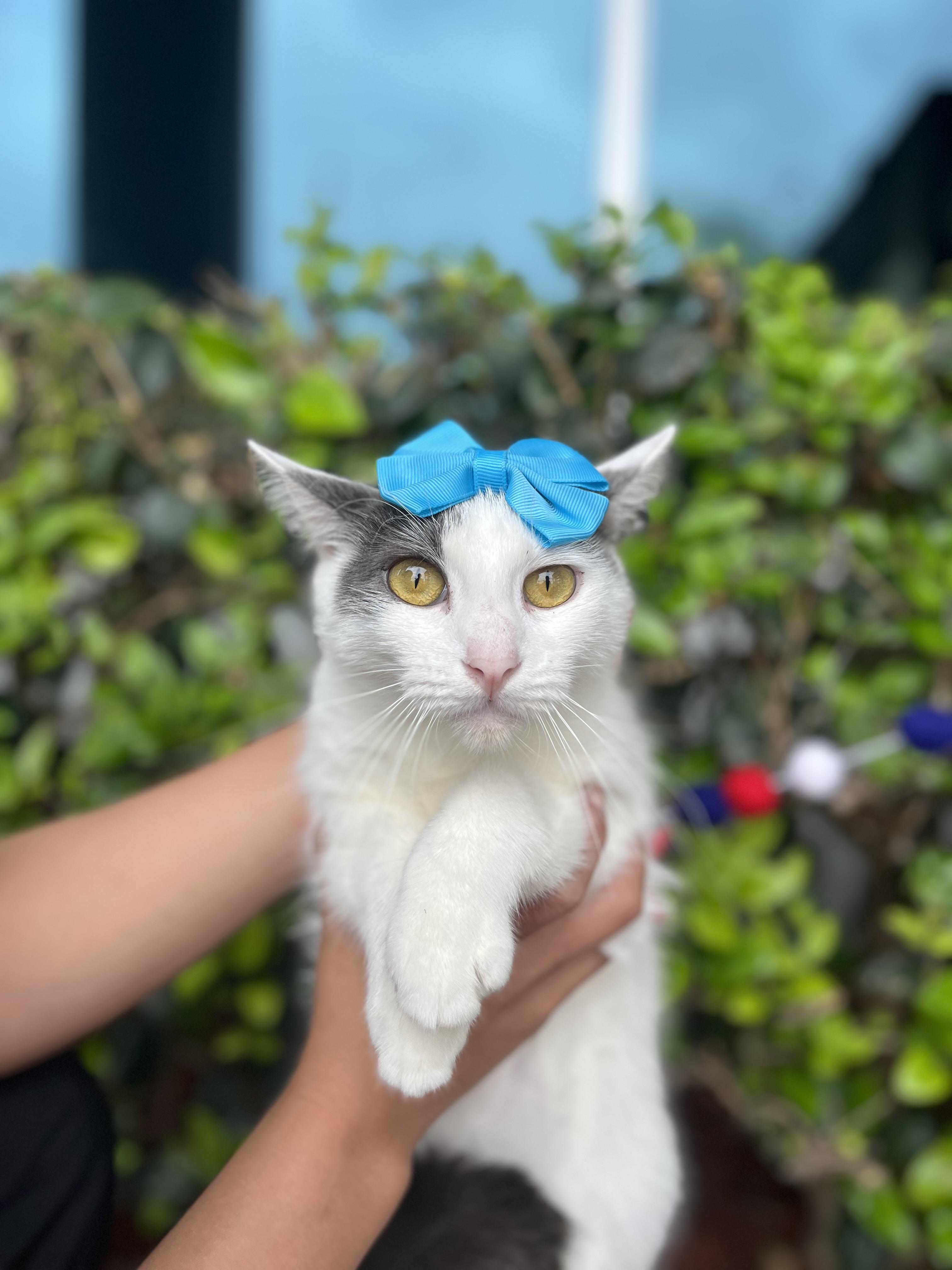 Alice, Adoptable, Kitten Female Domestic Short Hair.