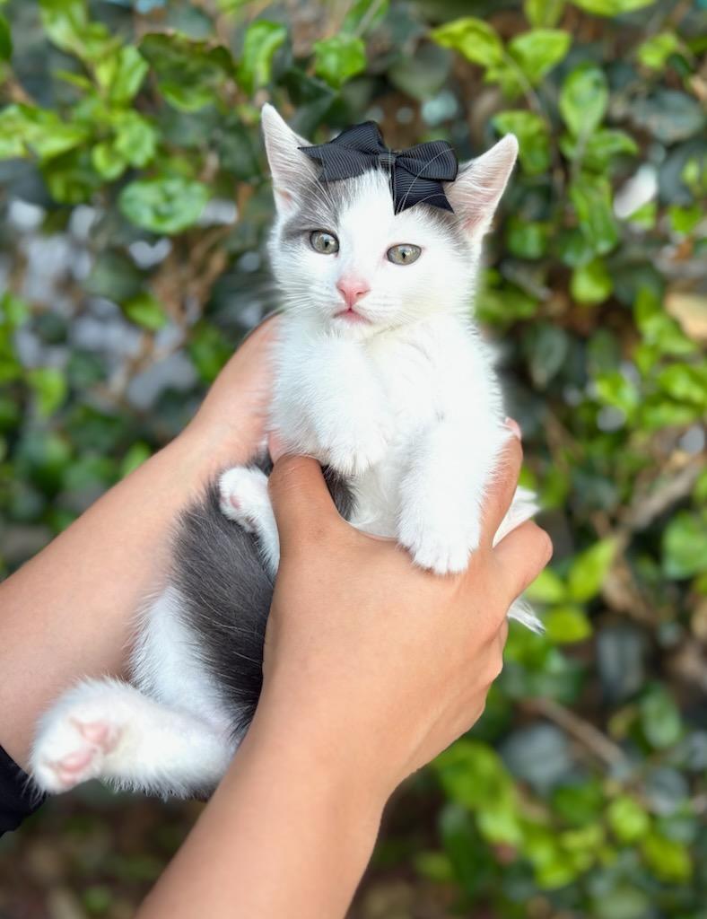 Alice, Adoptable, Kitten Female Domestic Short Hair.