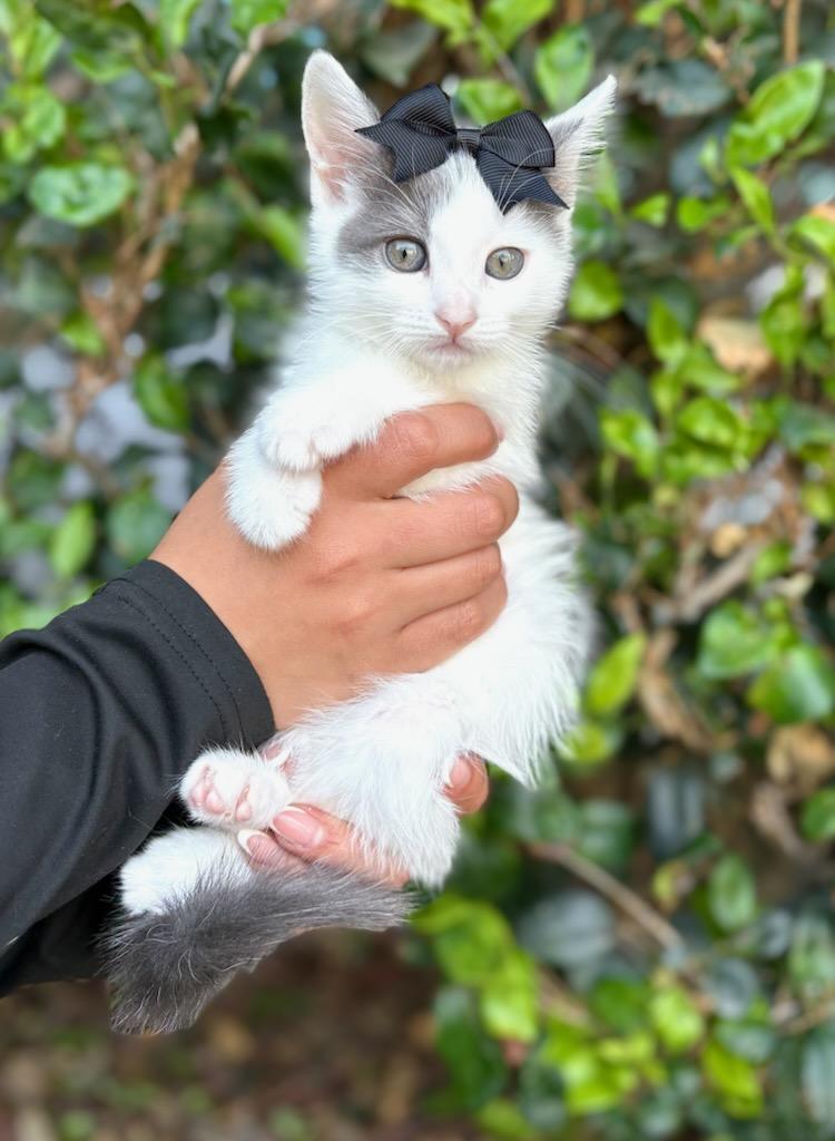 Enlarge Alice, a Adoptable mixed breed in South El Monte, CA image 3/4