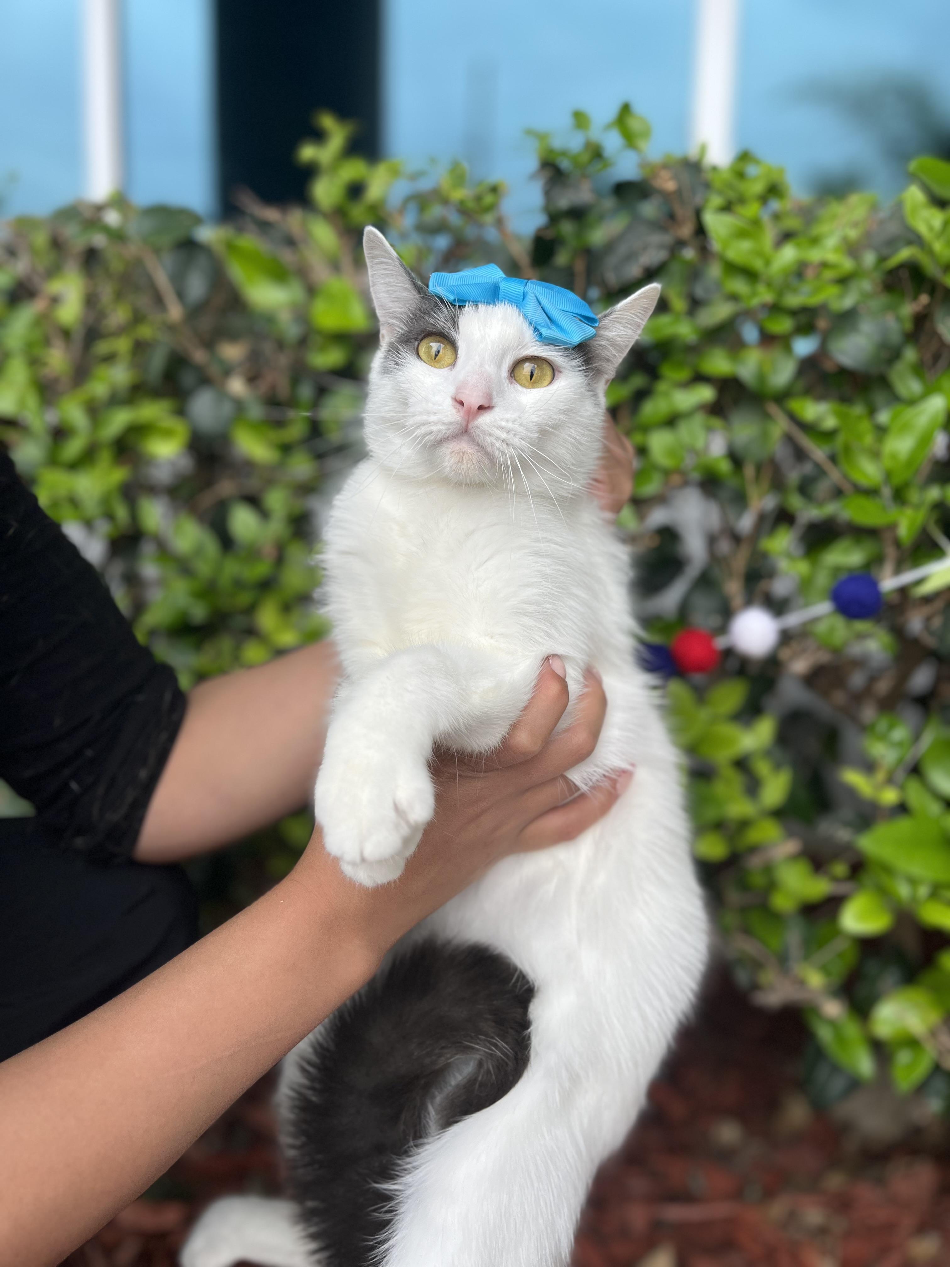 Alice, a Adoptable mixed breed in South El Monte, CA image 6/6
