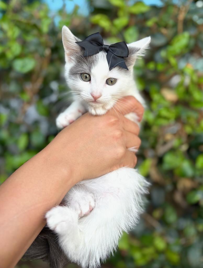 Enlarge Alice, a Adoptable mixed breed in South El Monte, CA image 4/4