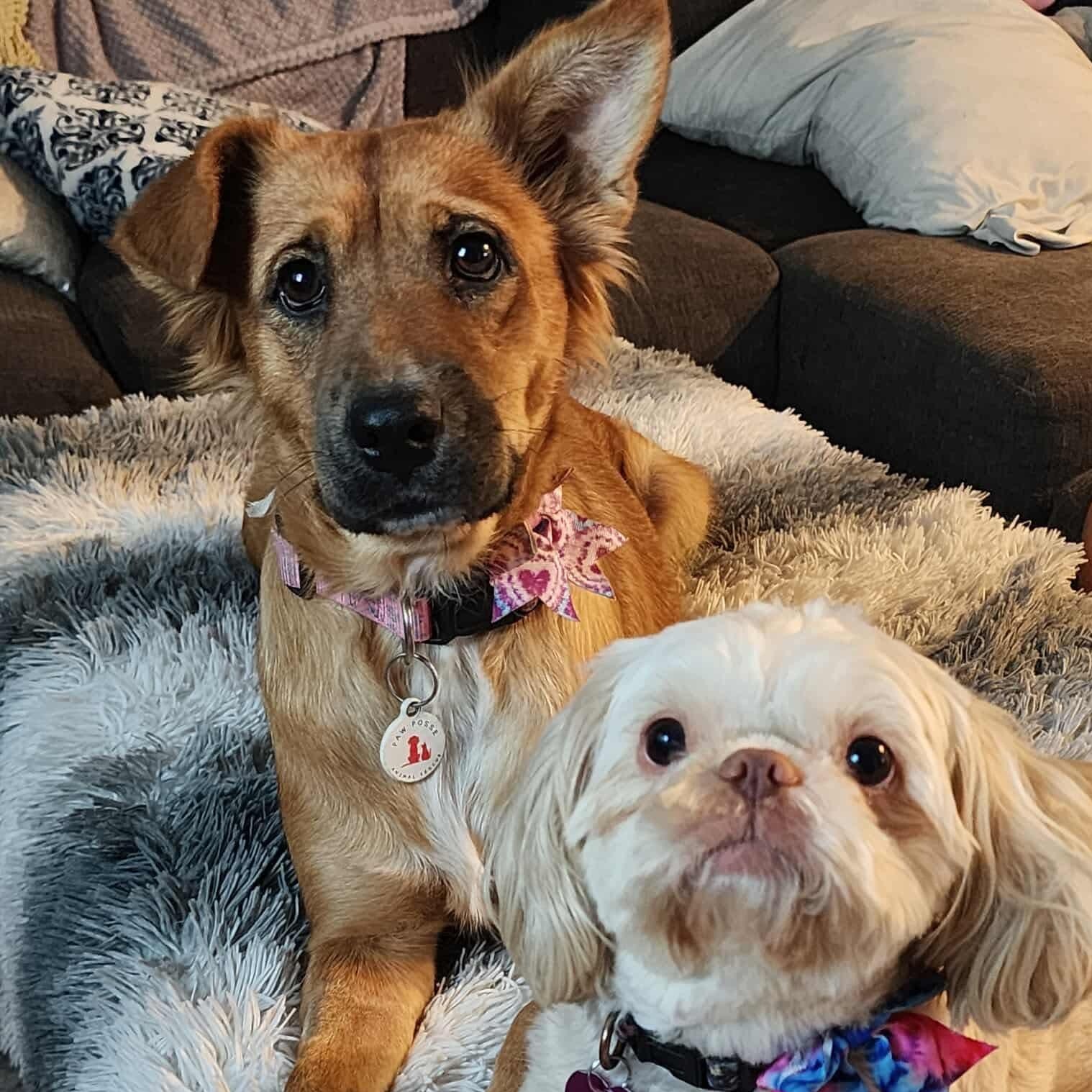 Harper, a Adoptable mixed breed in Phoenix, AZ image 2/5