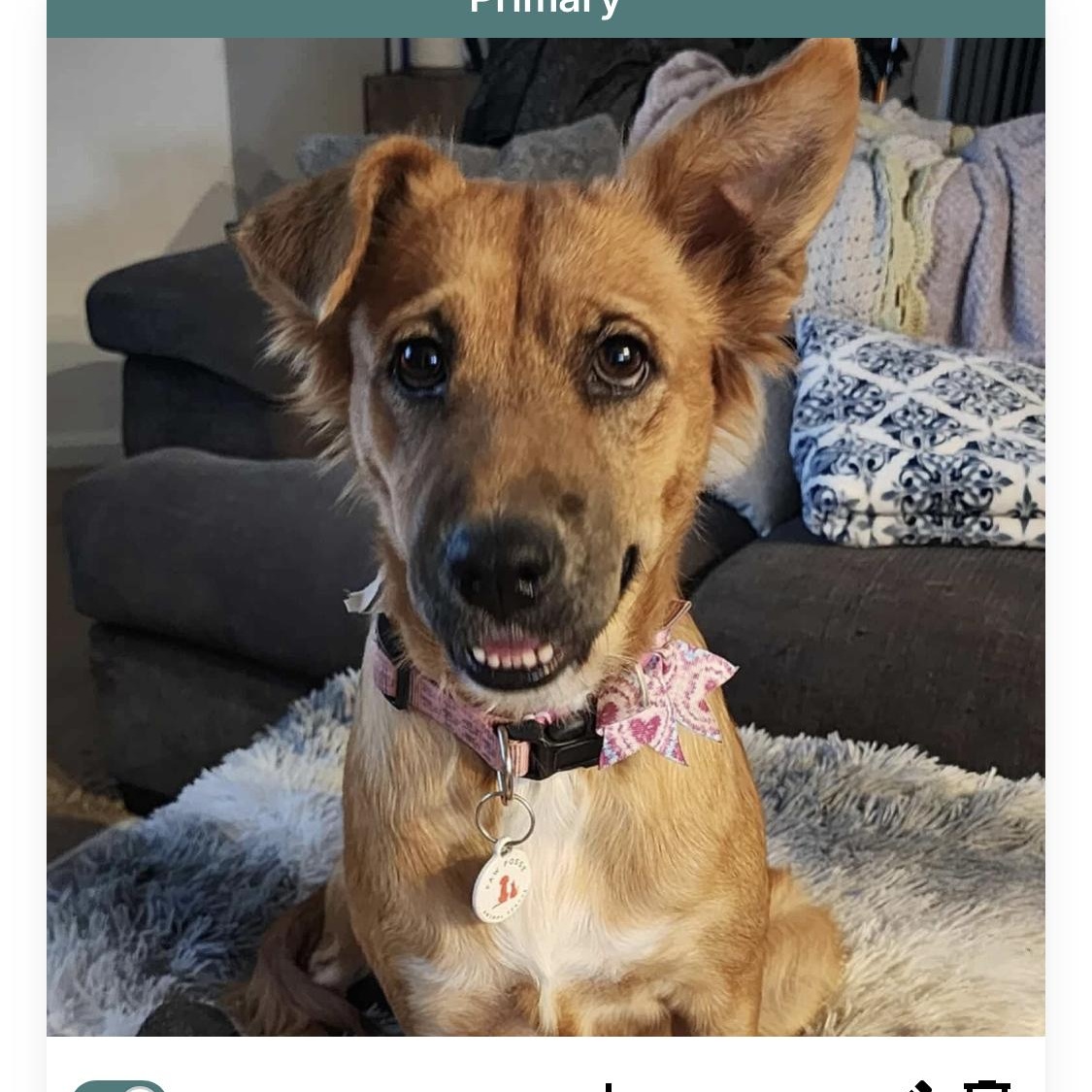 Harper, a Adoptable mixed breed in Phoenix, AZ image 3/5