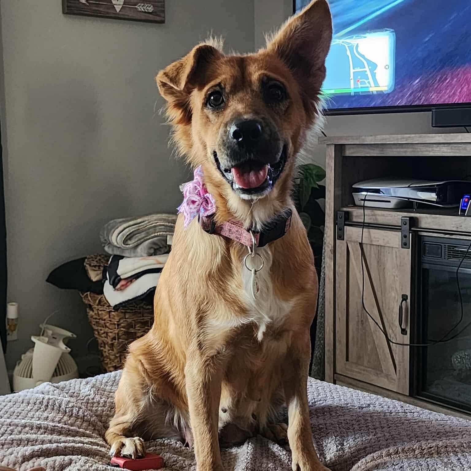 Harper, a Adoptable mixed breed in Phoenix, AZ image 1/5