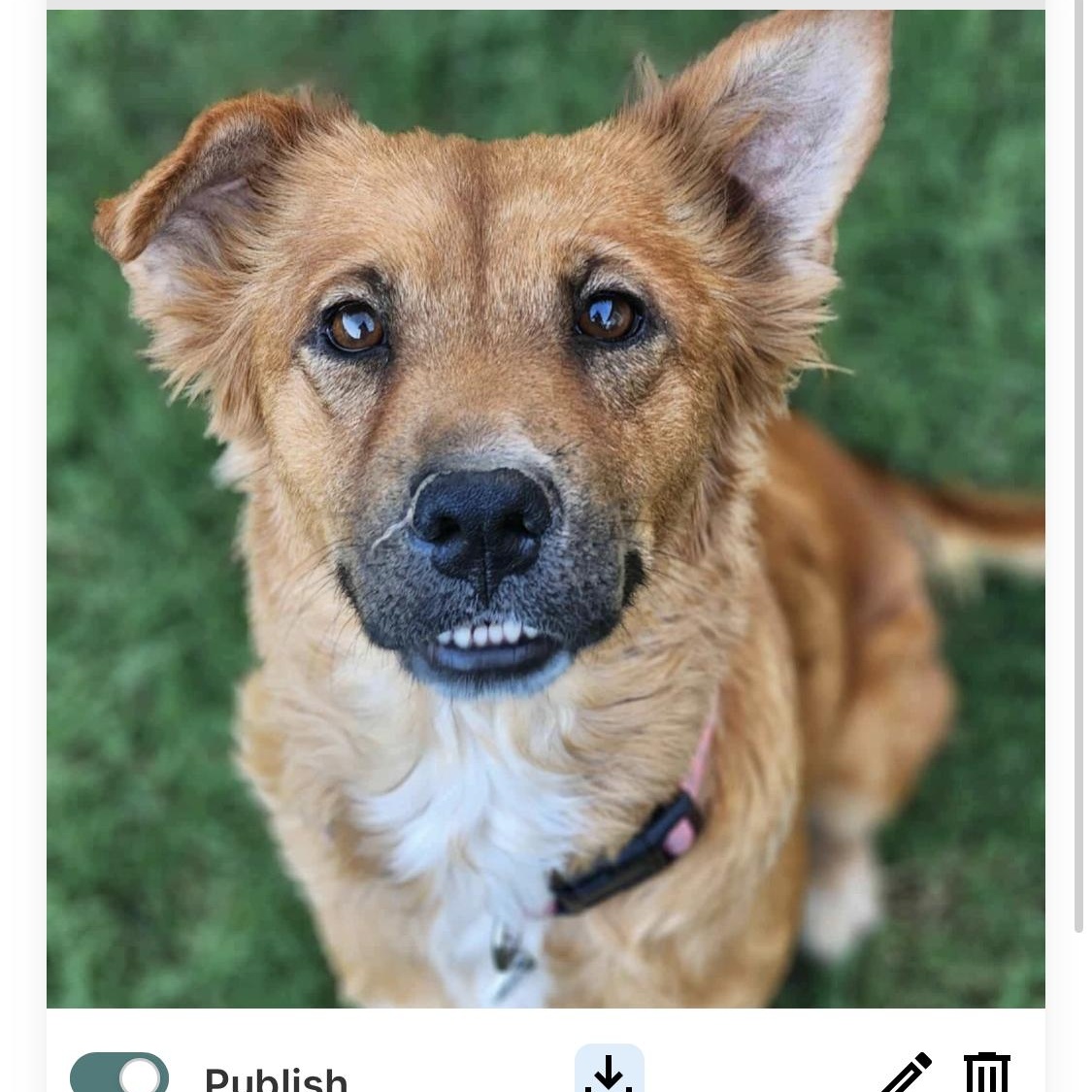 Harper, a Adoptable mixed breed in Phoenix, AZ image 4/5