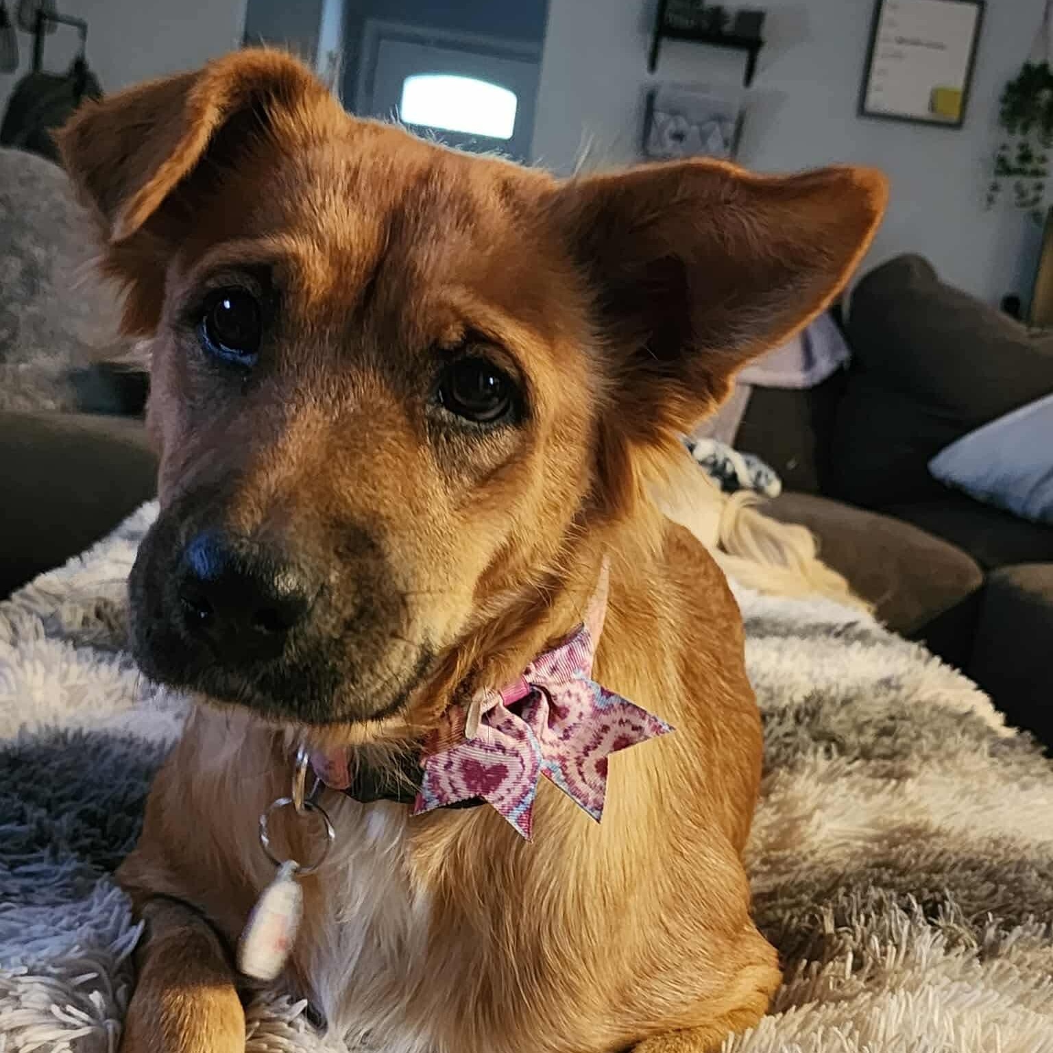 Harper, a Adoptable mixed breed in Phoenix, AZ image 5/5