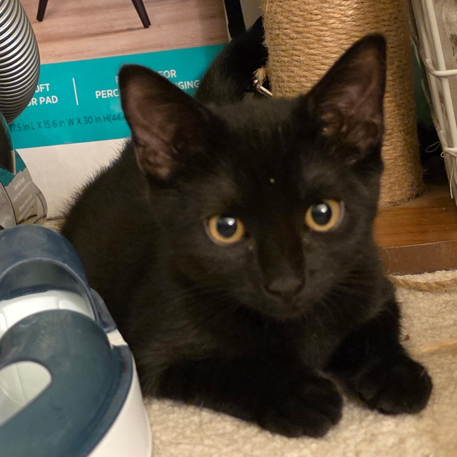 Shadow, Adoptable, Kitten Male Bombay & Domestic Short Hair.