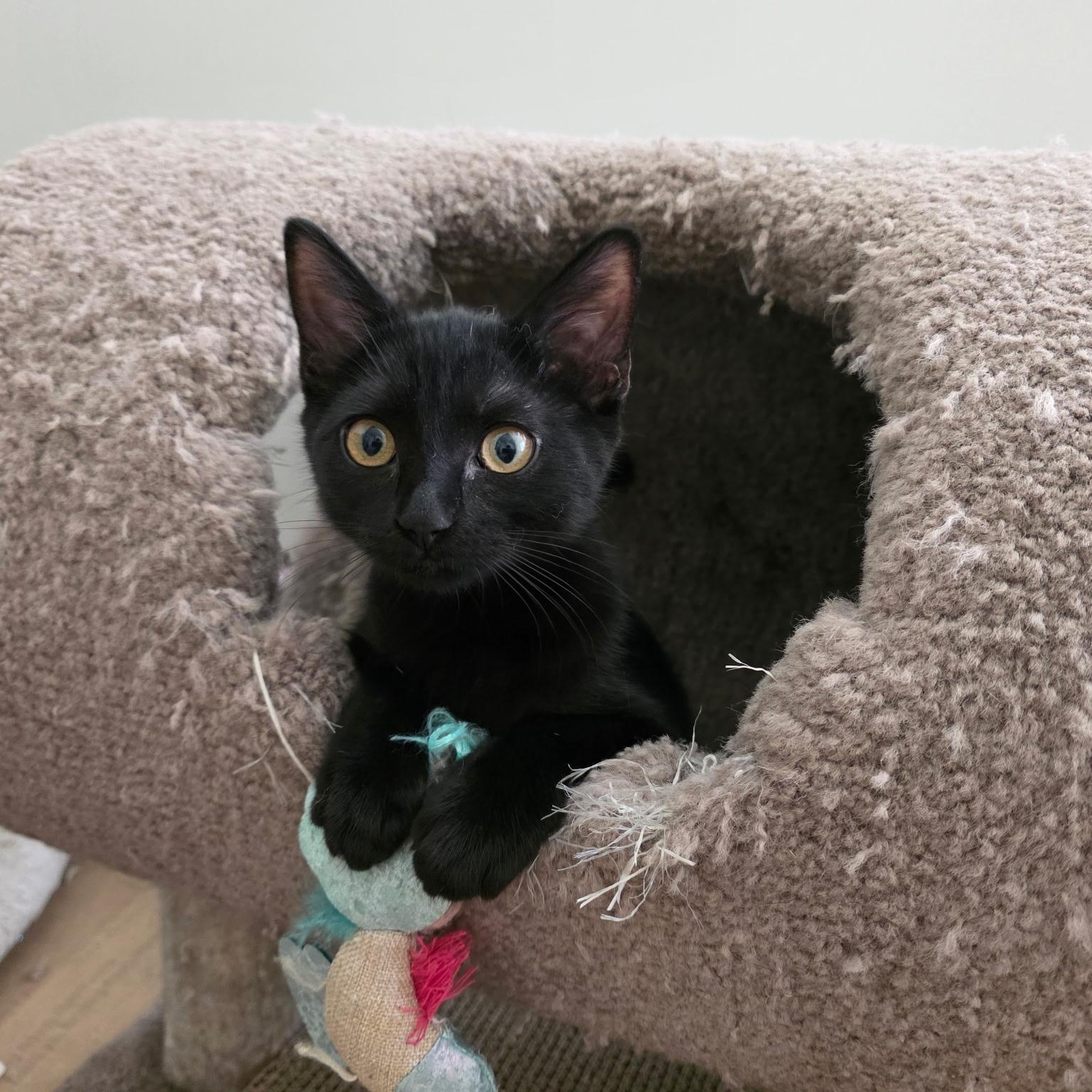Enlarge Shadow, a Adoptable mixed breed in Sacramento, CA image 4/6