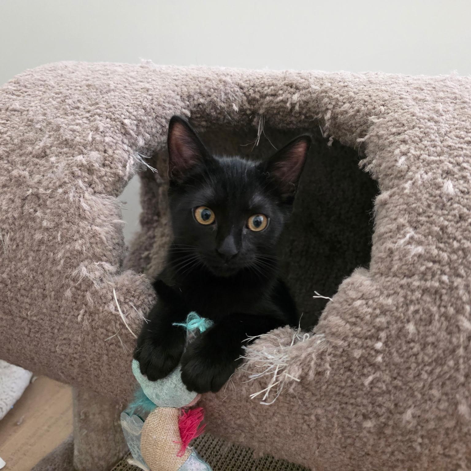 Enlarge Shadow, a Adoptable mixed breed in Sacramento, CA image 2/6