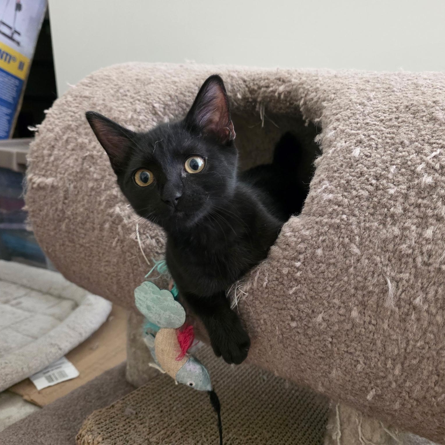 Enlarge Shadow, a Adoptable mixed breed in Sacramento, CA image 3/6