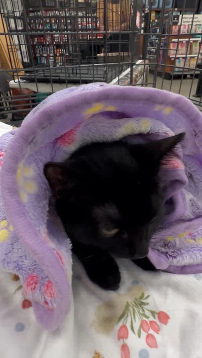 Enlarge Shadow, a Adoptable mixed breed in Sacramento, CA video 5/6
