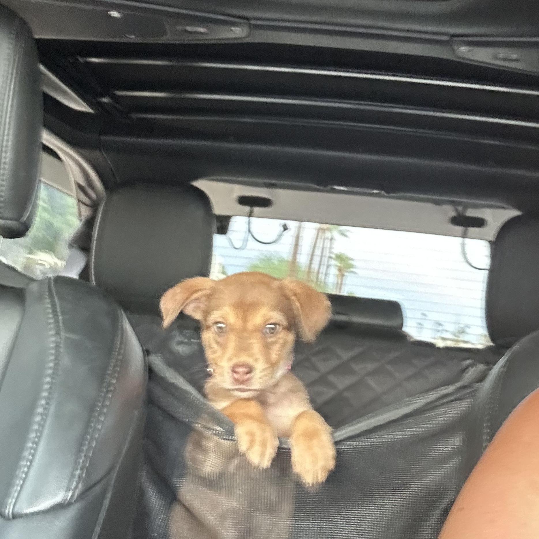 Enlarge Cherry, an adopted mixed breed in Phoenix, AZ image 3/3