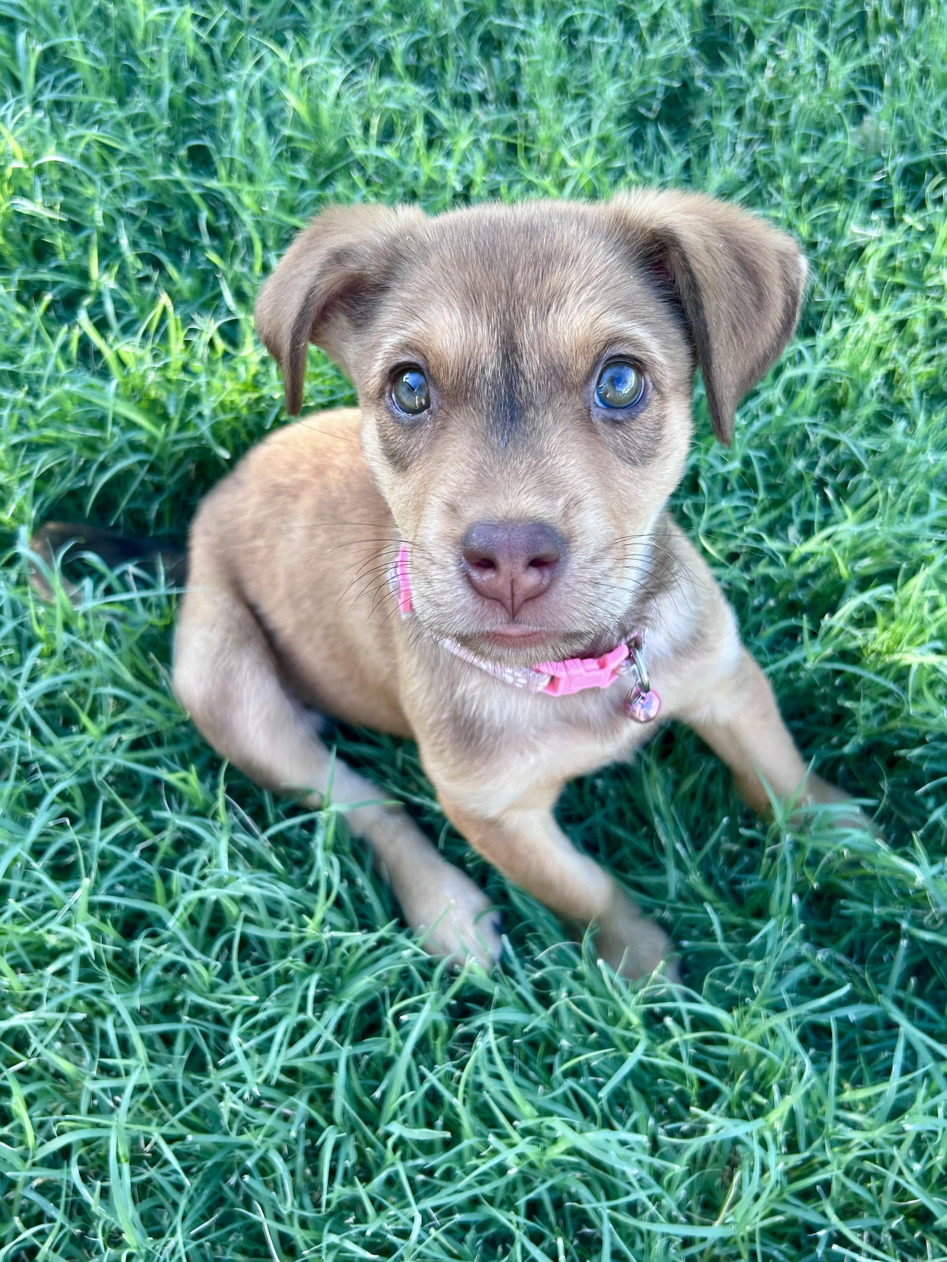 Cherry, adopted, Puppy Female Australian Shepherd.