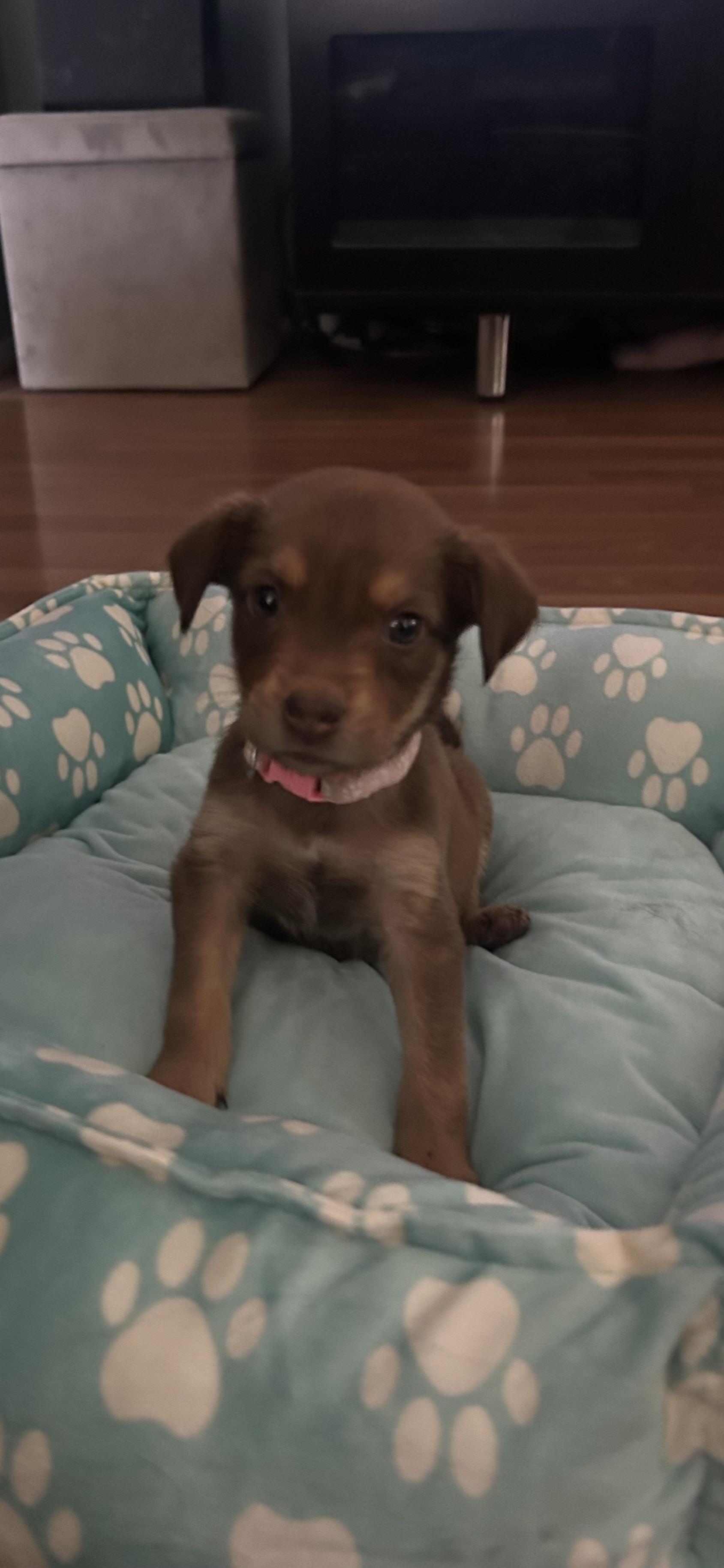 Enlarge Cherry, an adopted mixed breed in Phoenix, AZ image 2/3