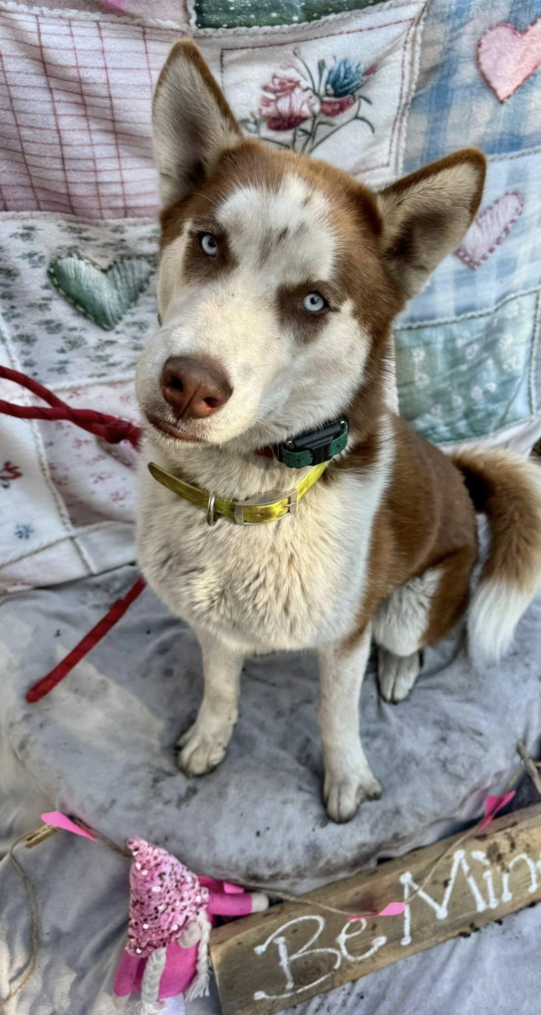 Enlarge Rusty, a ADOPTABLE Husky in New Smyrna Beach, FL image 1/1
