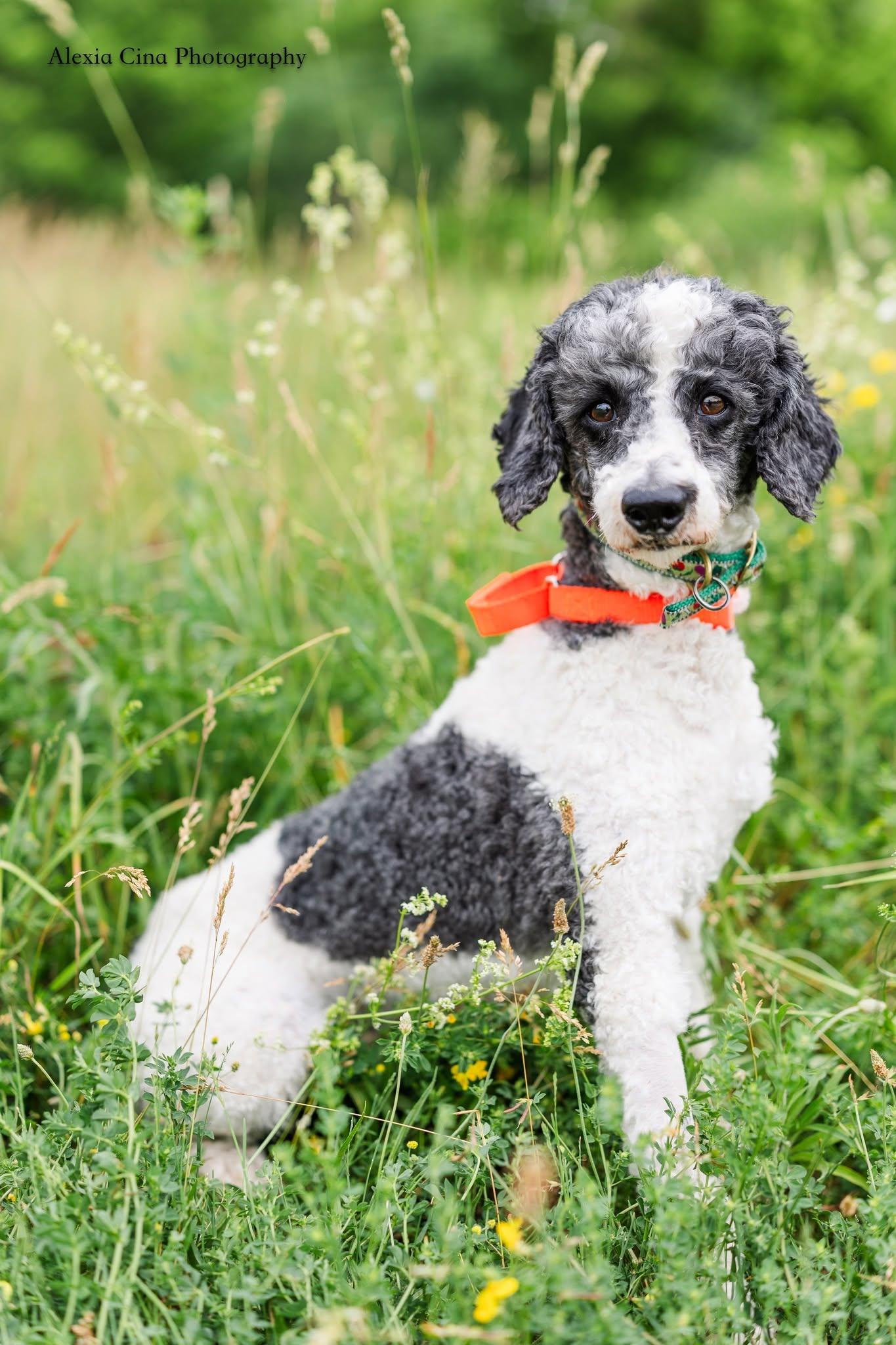 Jarvis, ADOPTABLE, Adult Male Poodle.