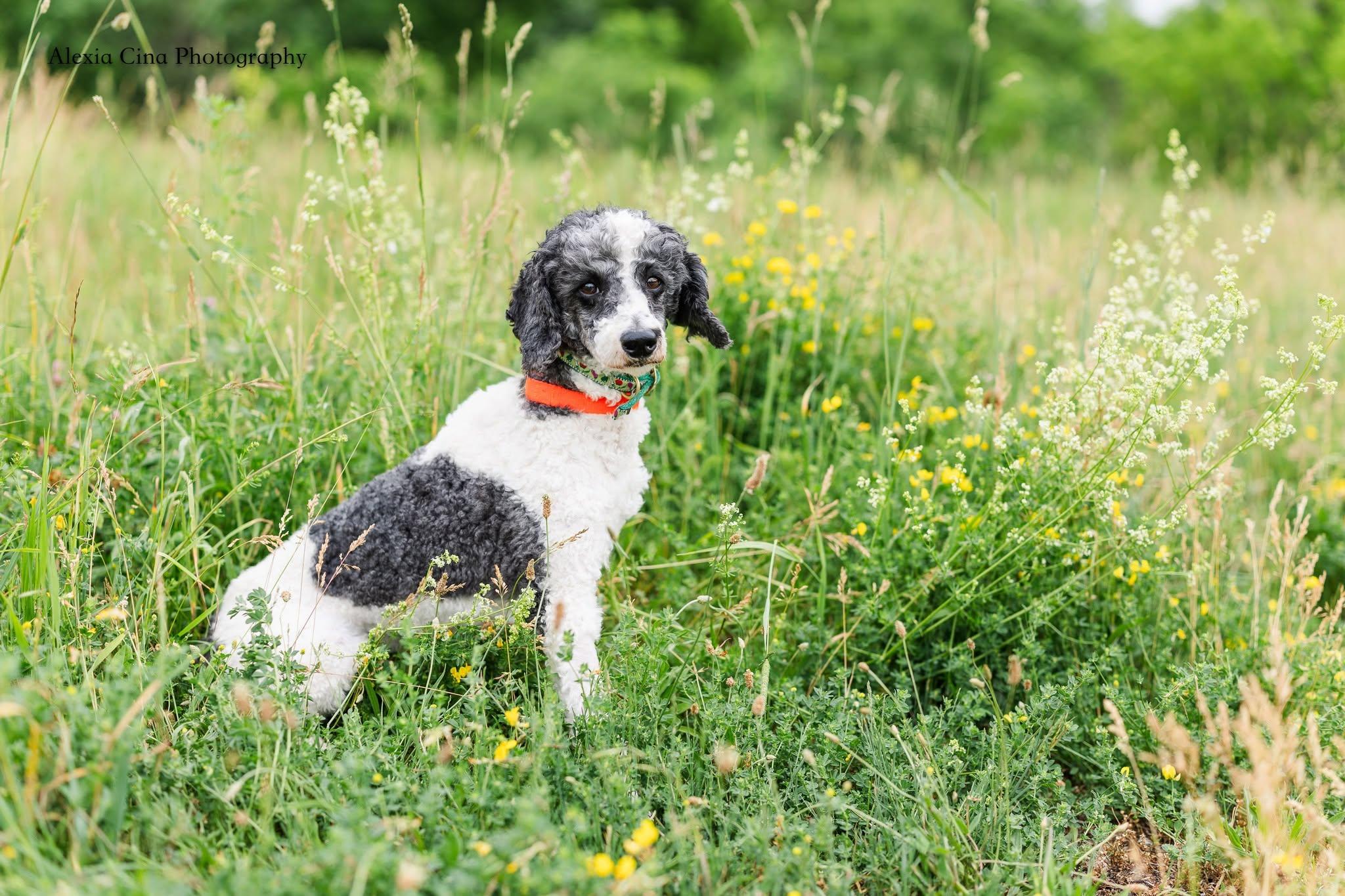 Enlarge Jarvis, a ADOPTABLE Poodle in Drumbo, ON image 3/3