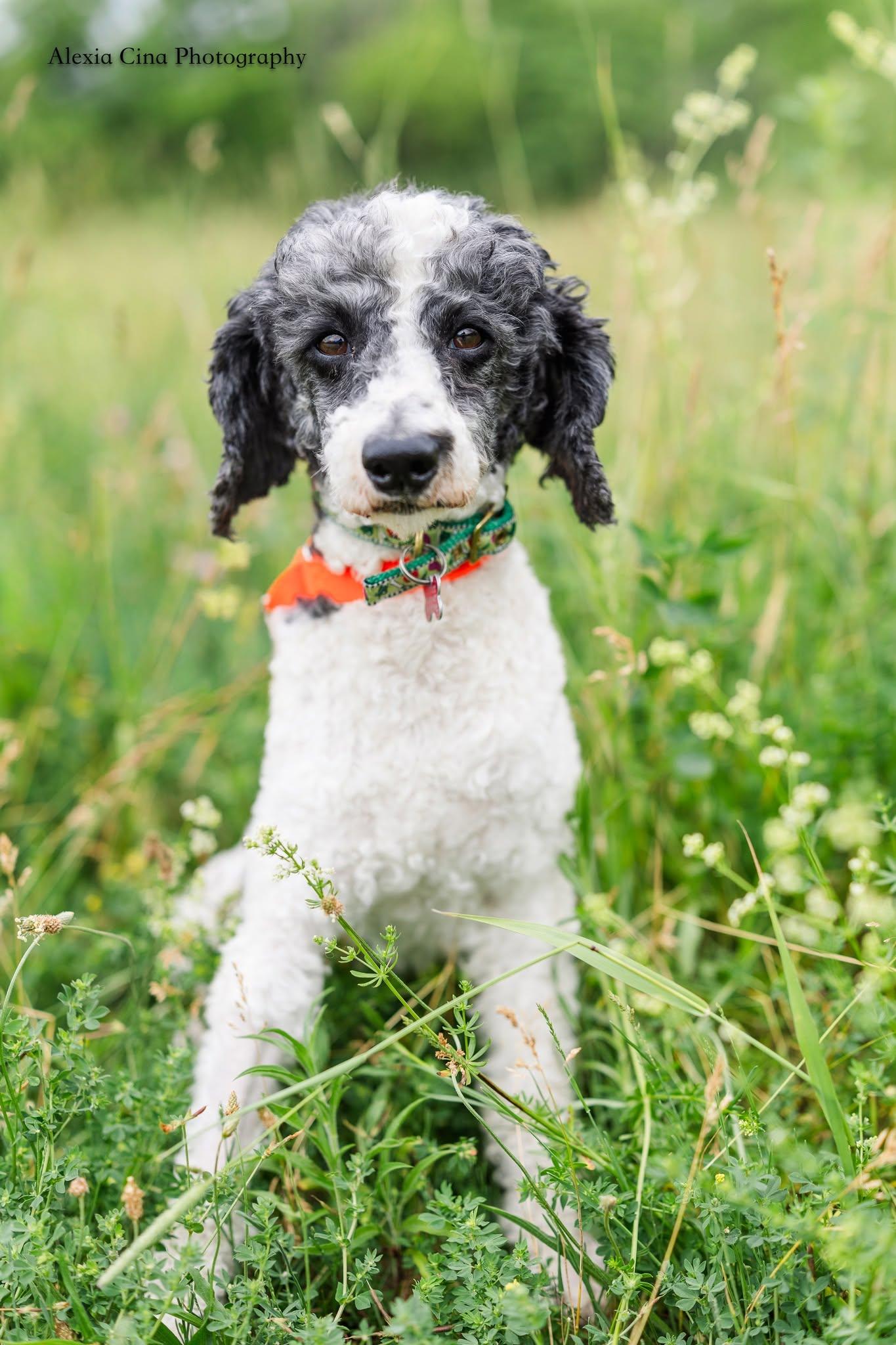 Enlarge Jarvis, a ADOPTABLE Poodle in Drumbo, ON image 2/3
