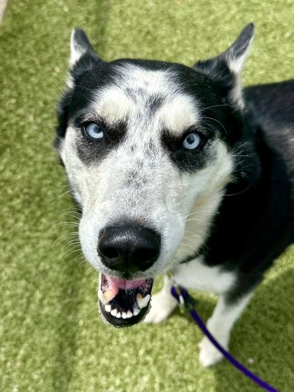 Talia, a Adoptable mixed breed in Wichita, KS image 2/3