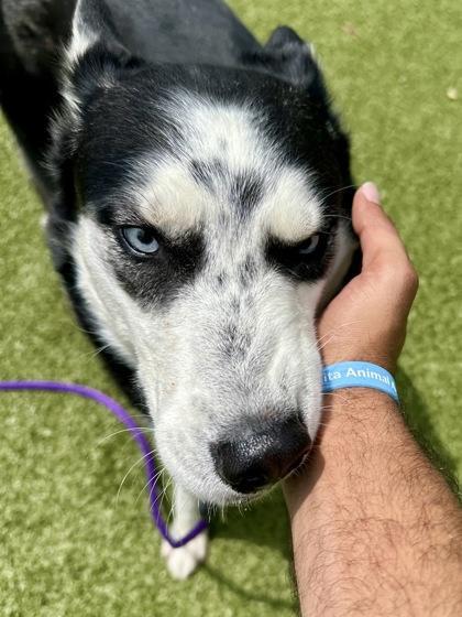 Talia, a Adoptable mixed breed in Wichita, KS image 3/3