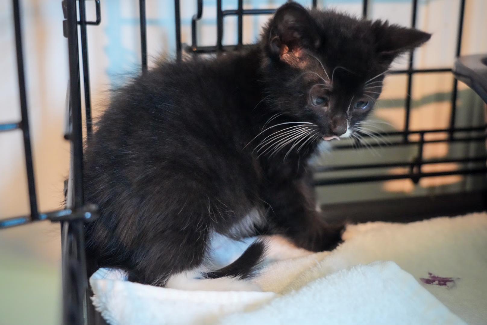 Enlarge Shai, a Adoptable Domestic Short Hair in Pinson, AL image 1/1