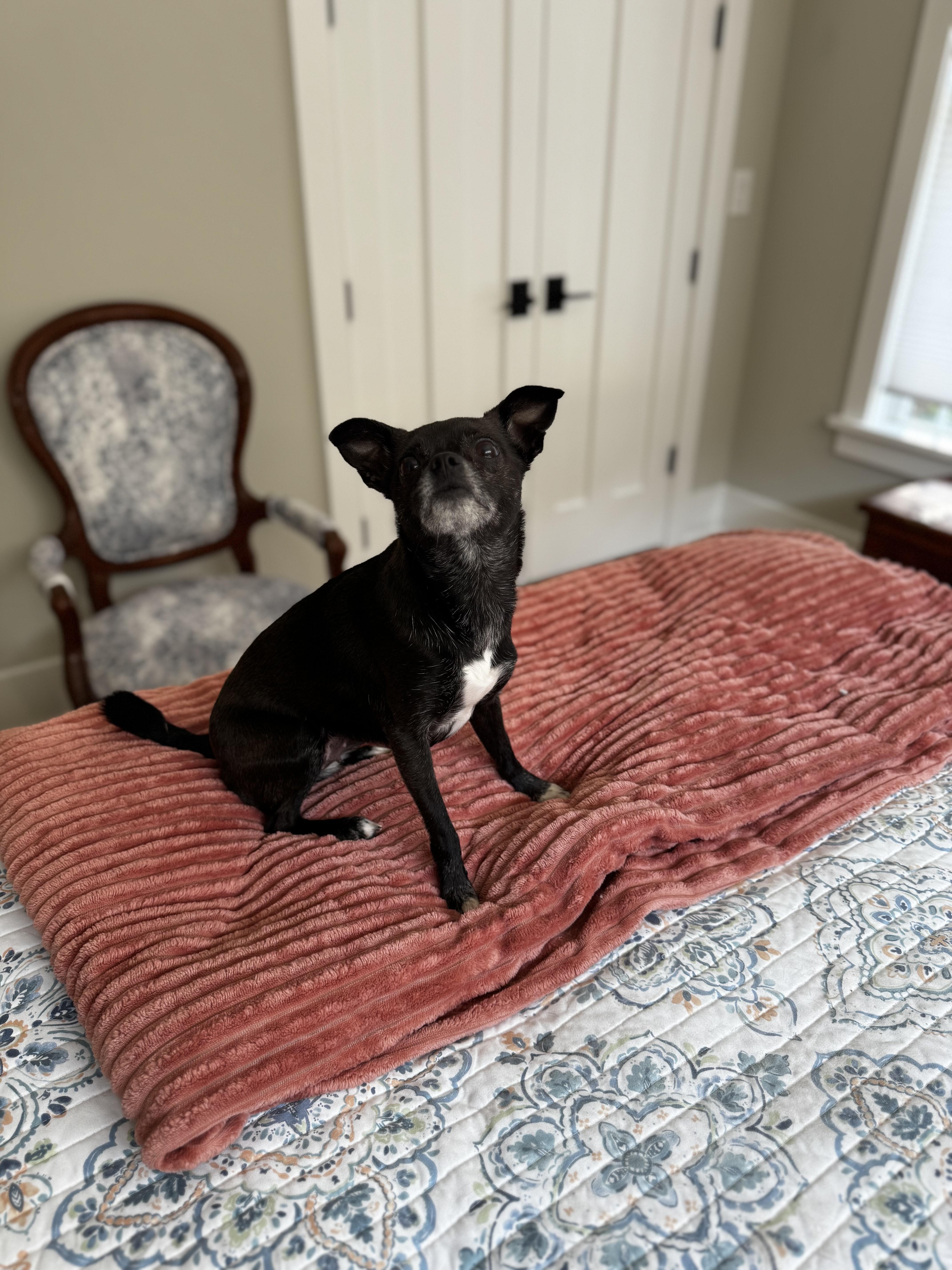 Enlarge Paisley, a Adopted Chihuahua in Durham, NC image 2/3