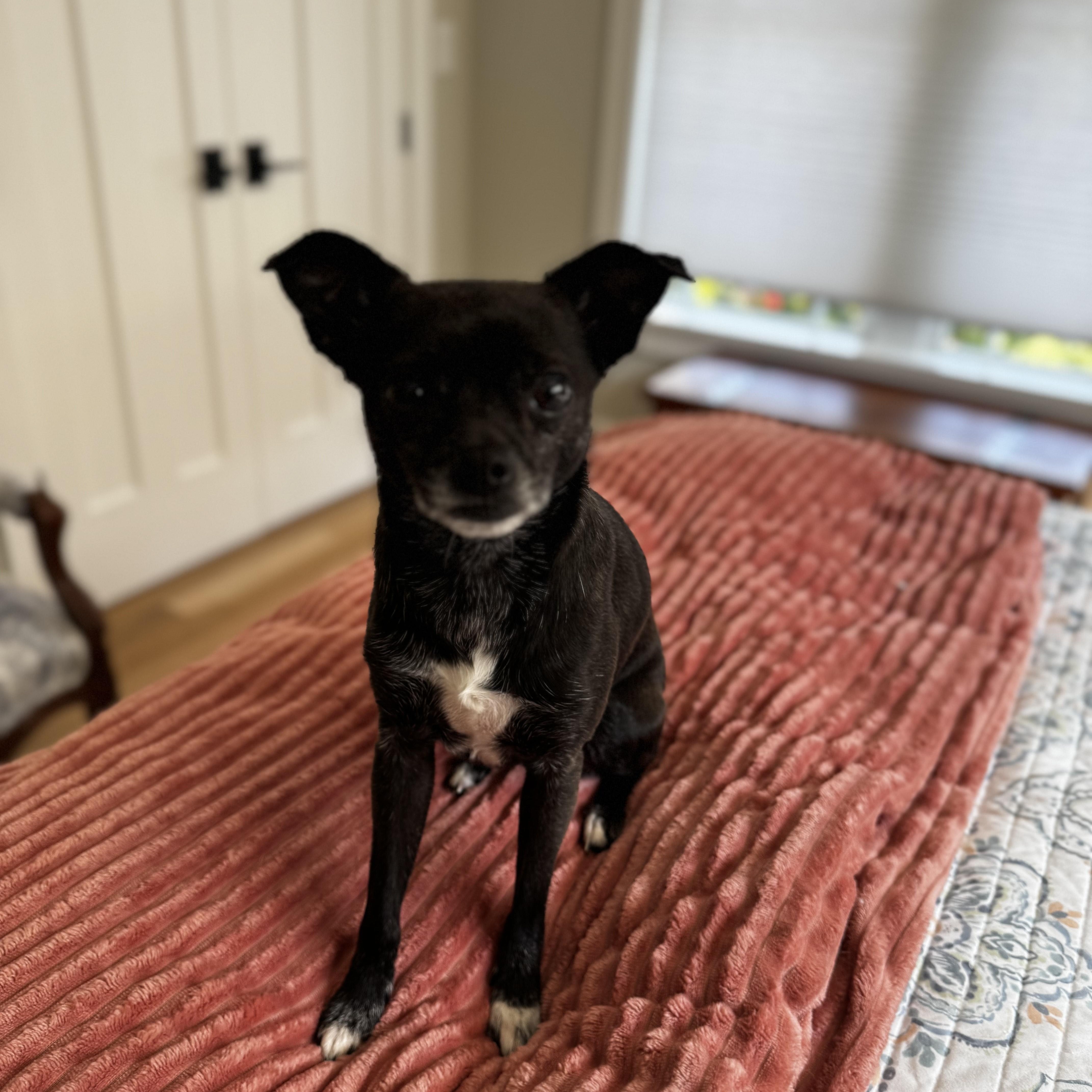 Enlarge Paisley, a Adopted Chihuahua in Durham, NC image 1/3