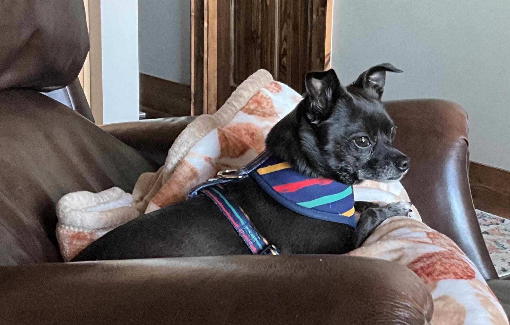 Enlarge Paisley, a Adopted Chihuahua in Durham, NC image 3/3