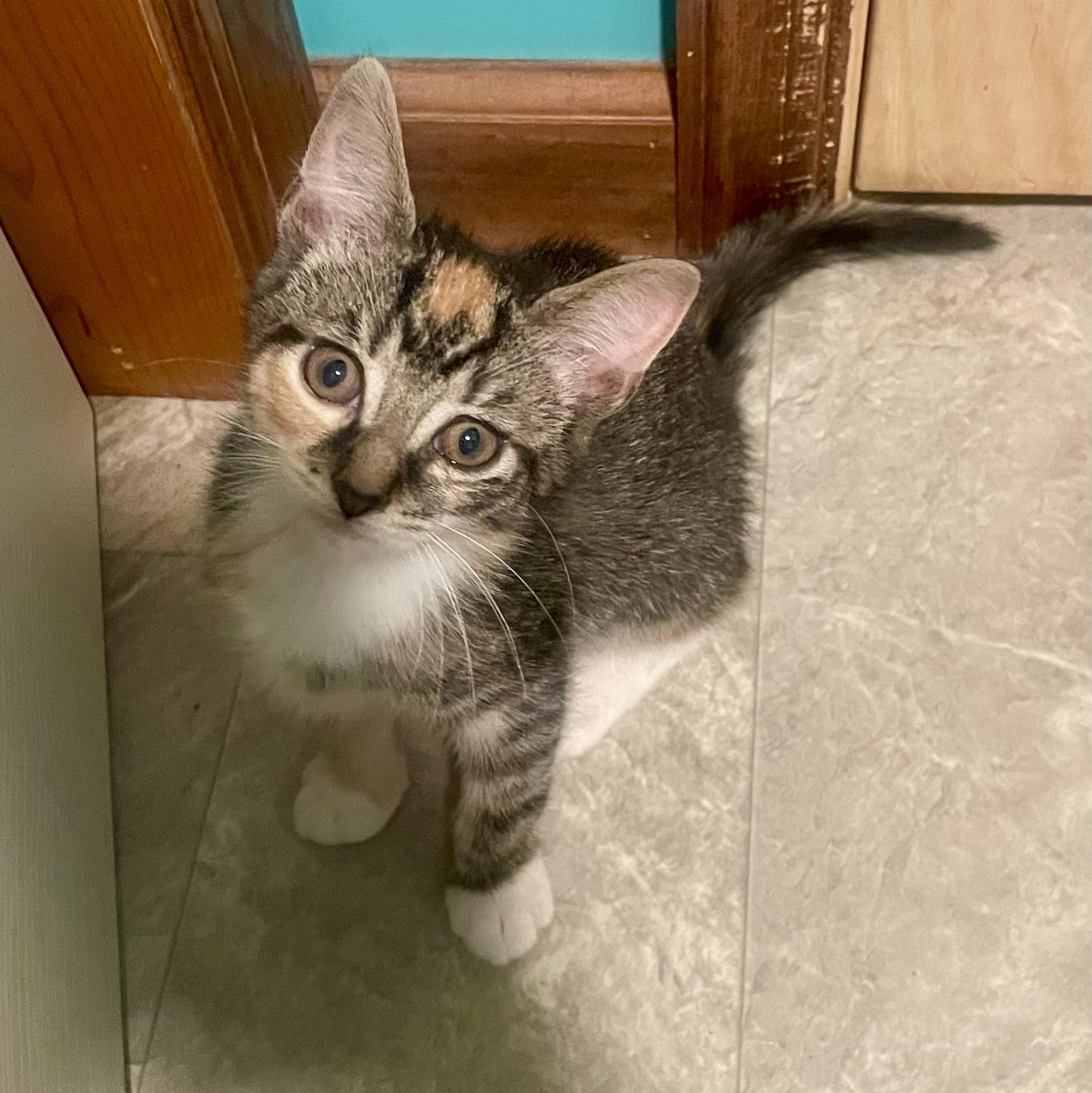 Abby, a ADOPTABLE mixed breed in High View, WV image 4/5