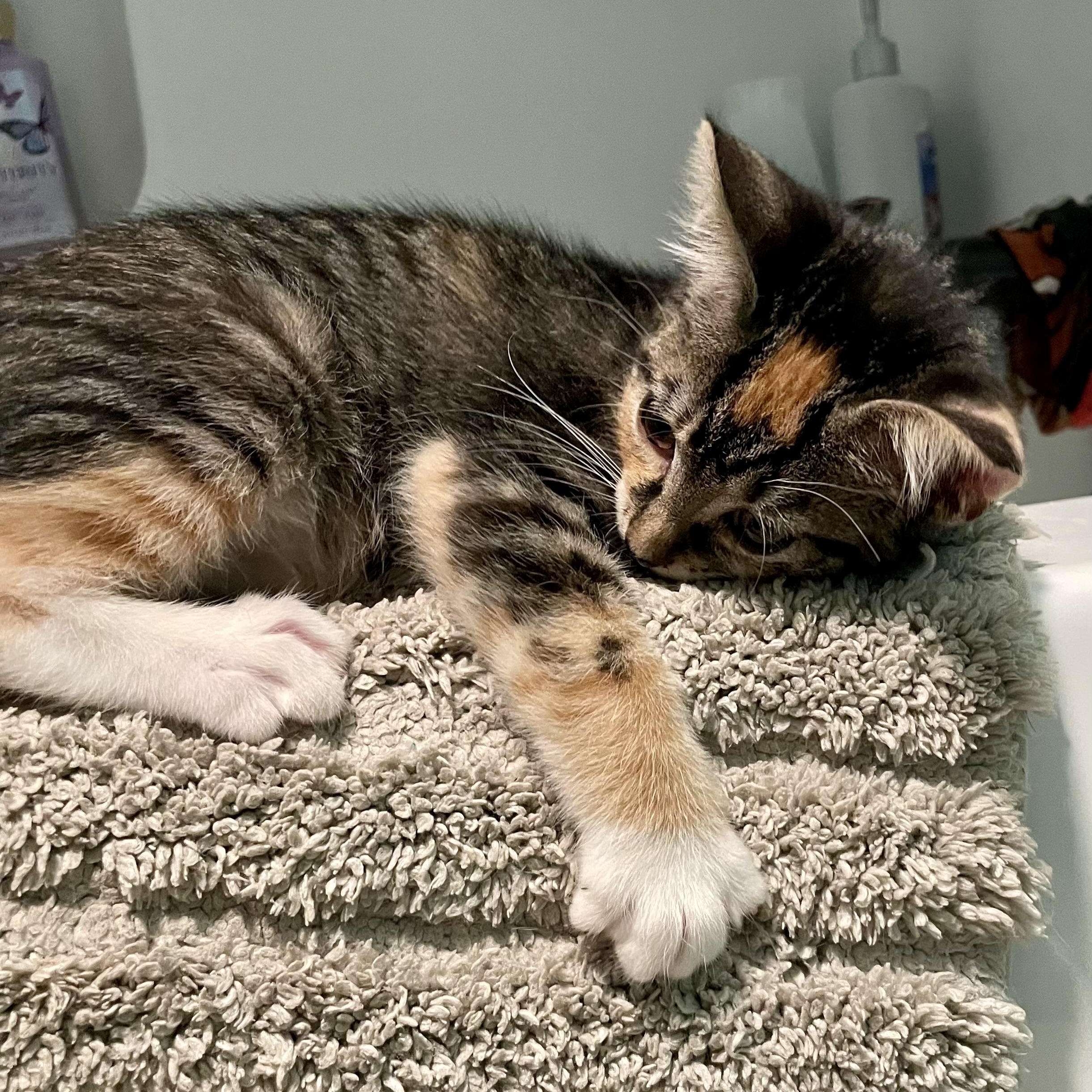Abby, a ADOPTABLE mixed breed in High View, WV image 5/5