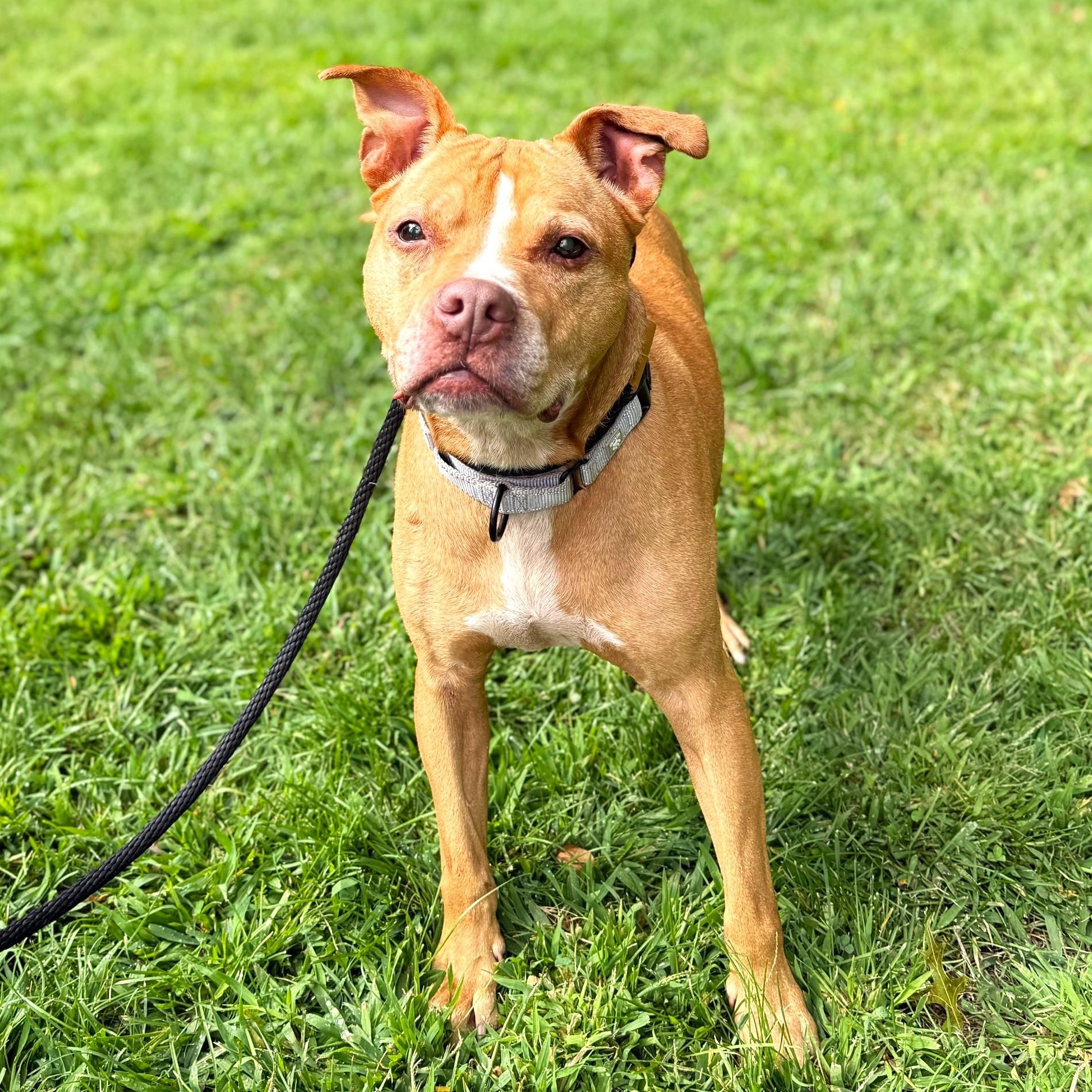Lily, a Adoptable Mixed Breed in Brookhaven, NY image 4/5