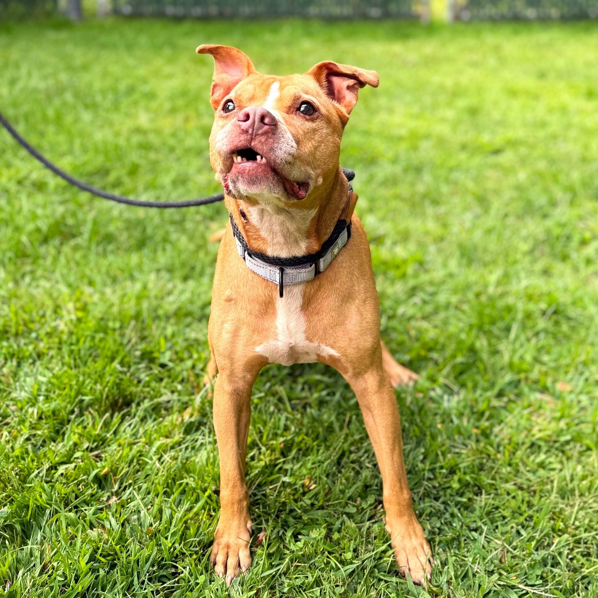 Lily, a Adoptable Mixed Breed in Brookhaven, NY image 2/5
