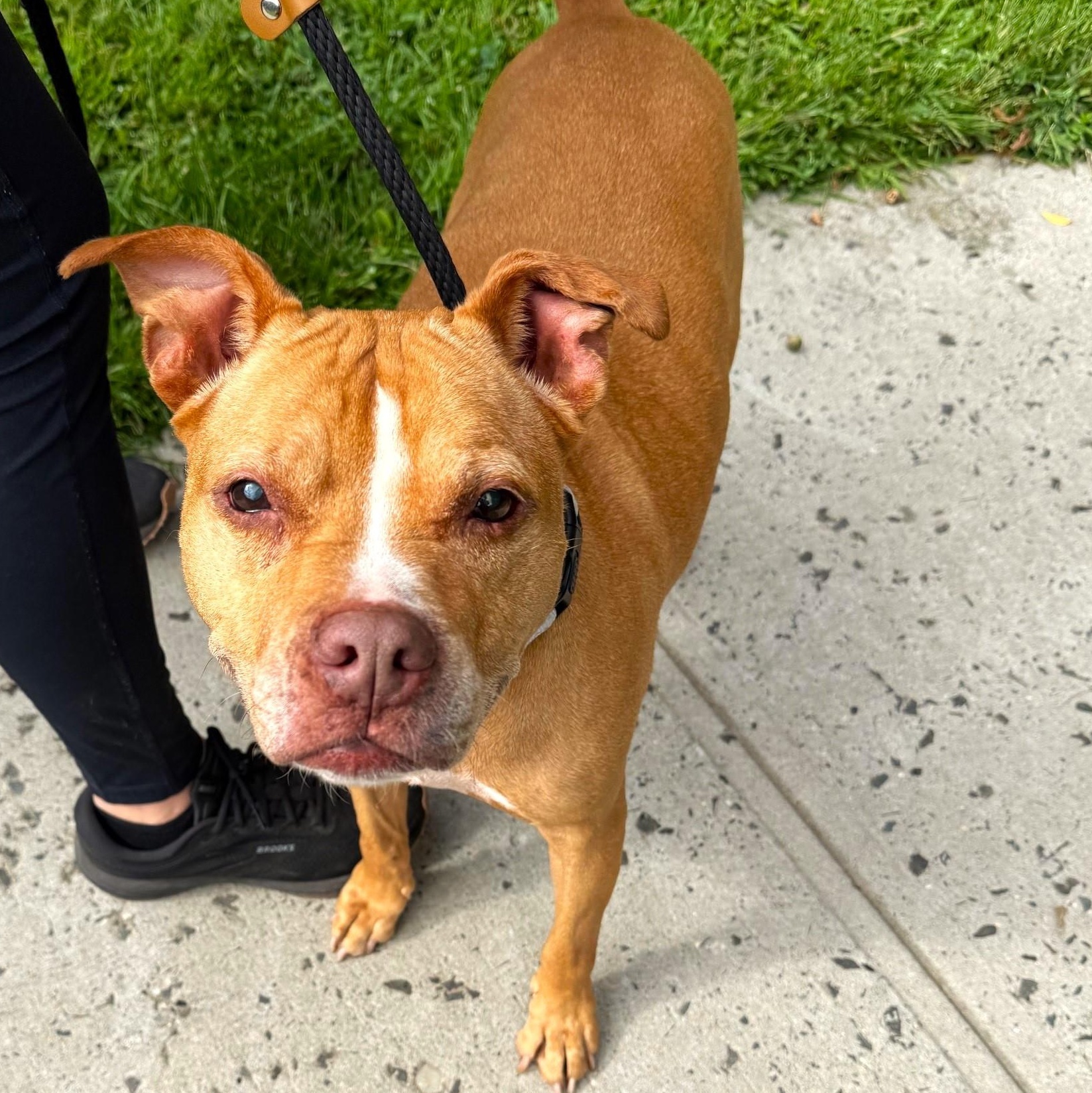 Lily, a Adoptable Mixed Breed in Brookhaven, NY image 3/5