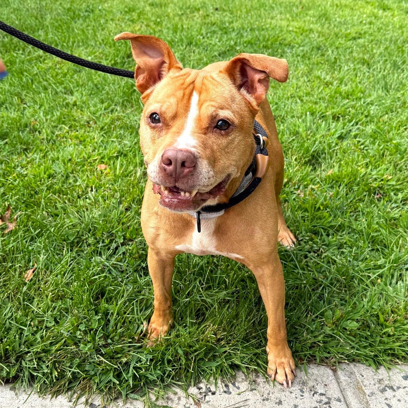 Lily, a Adoptable Mixed Breed in Brookhaven, NY image 5/5