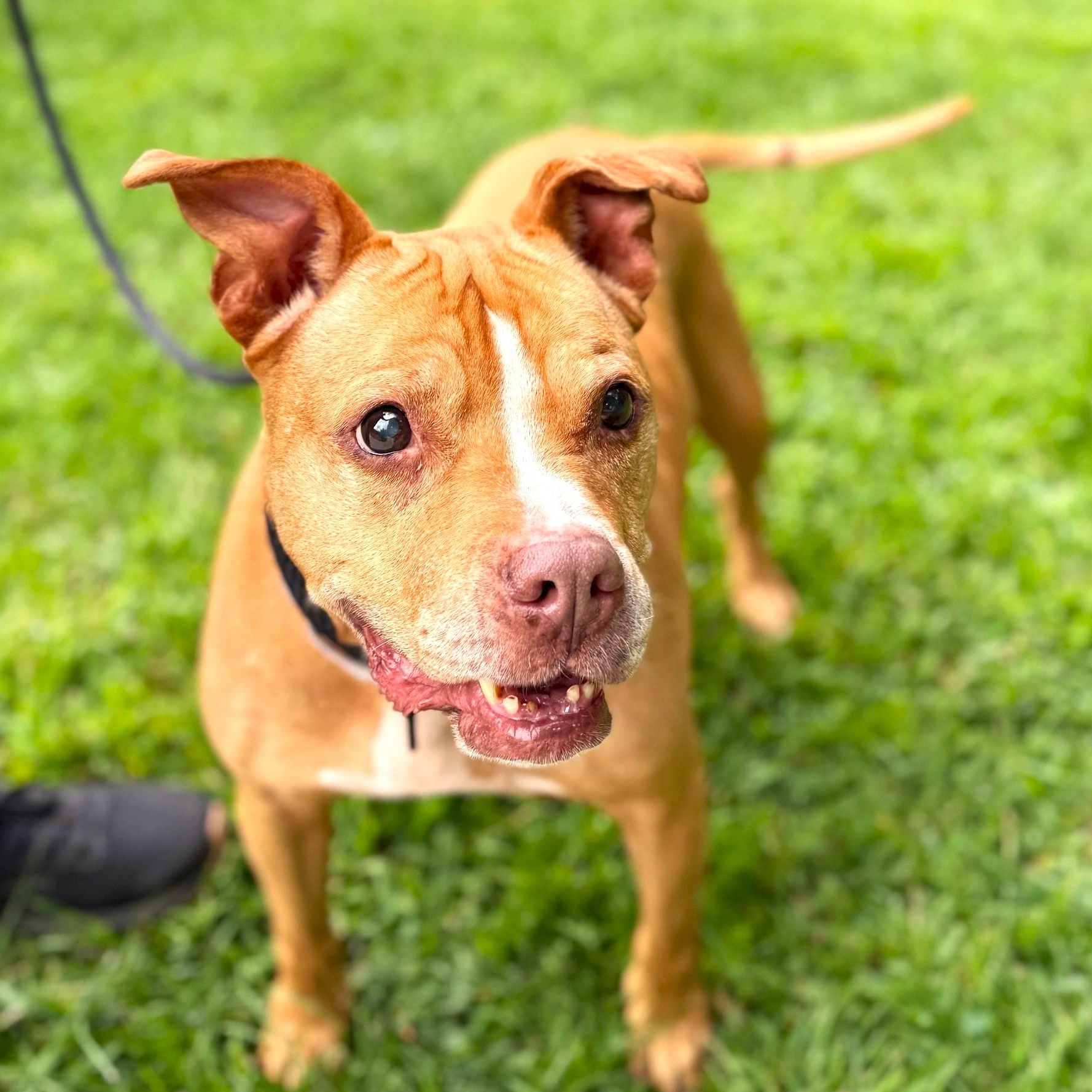 Lily, a Adoptable Mixed Breed in Brookhaven, NY image 1/5